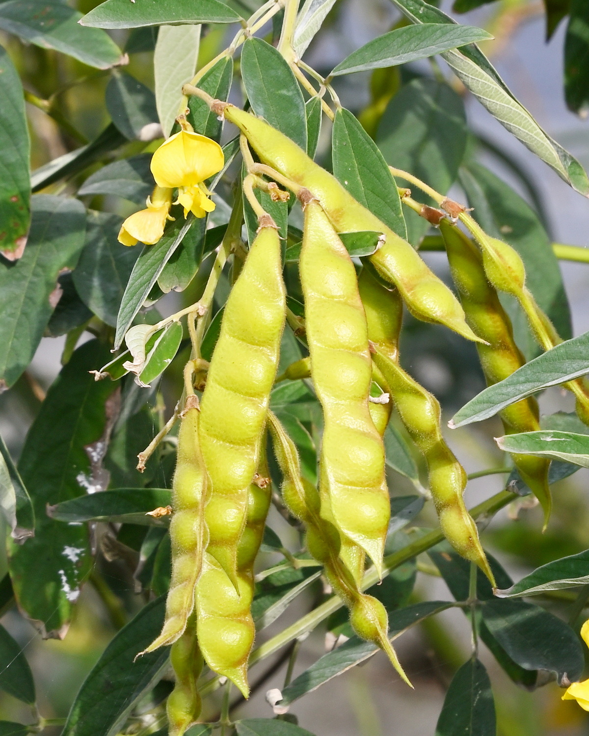 𝘊𝘢𝘫𝘢𝘯𝘶𝘴 𝘤𝘢𝘫𝘢𝘯 樹豆