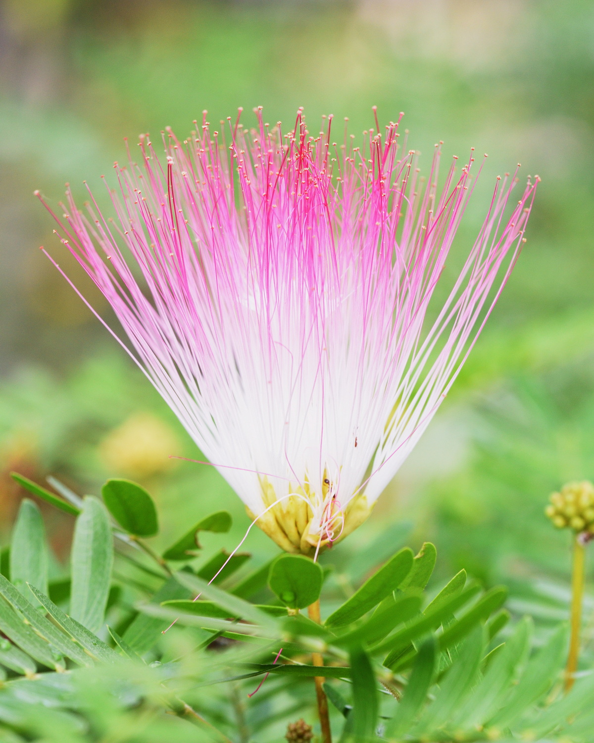 𝘊𝘢𝘭𝘭𝘪𝘢𝘯𝘥𝘳𝘢 𝘴𝘶𝘳𝘪𝘯𝘢𝘮𝘦𝘯𝘴𝘪𝘴 粉撲花