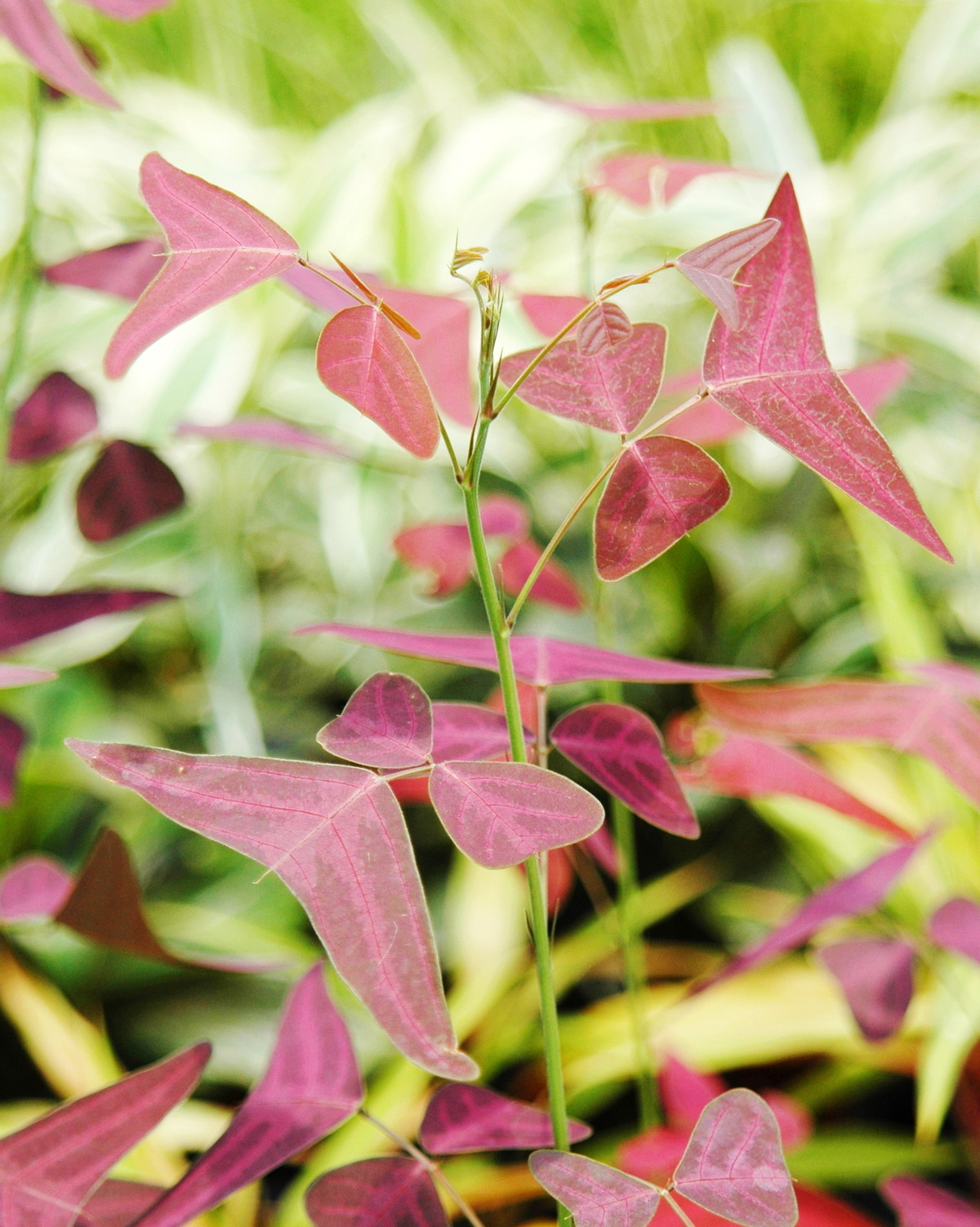 𝘊𝘩𝘳𝘪𝘴𝘵𝘪𝘢 𝘷𝘦𝘴𝘱𝘦𝘳𝘵𝘪𝘭𝘪𝘰𝘯𝘪𝘴 飛機草