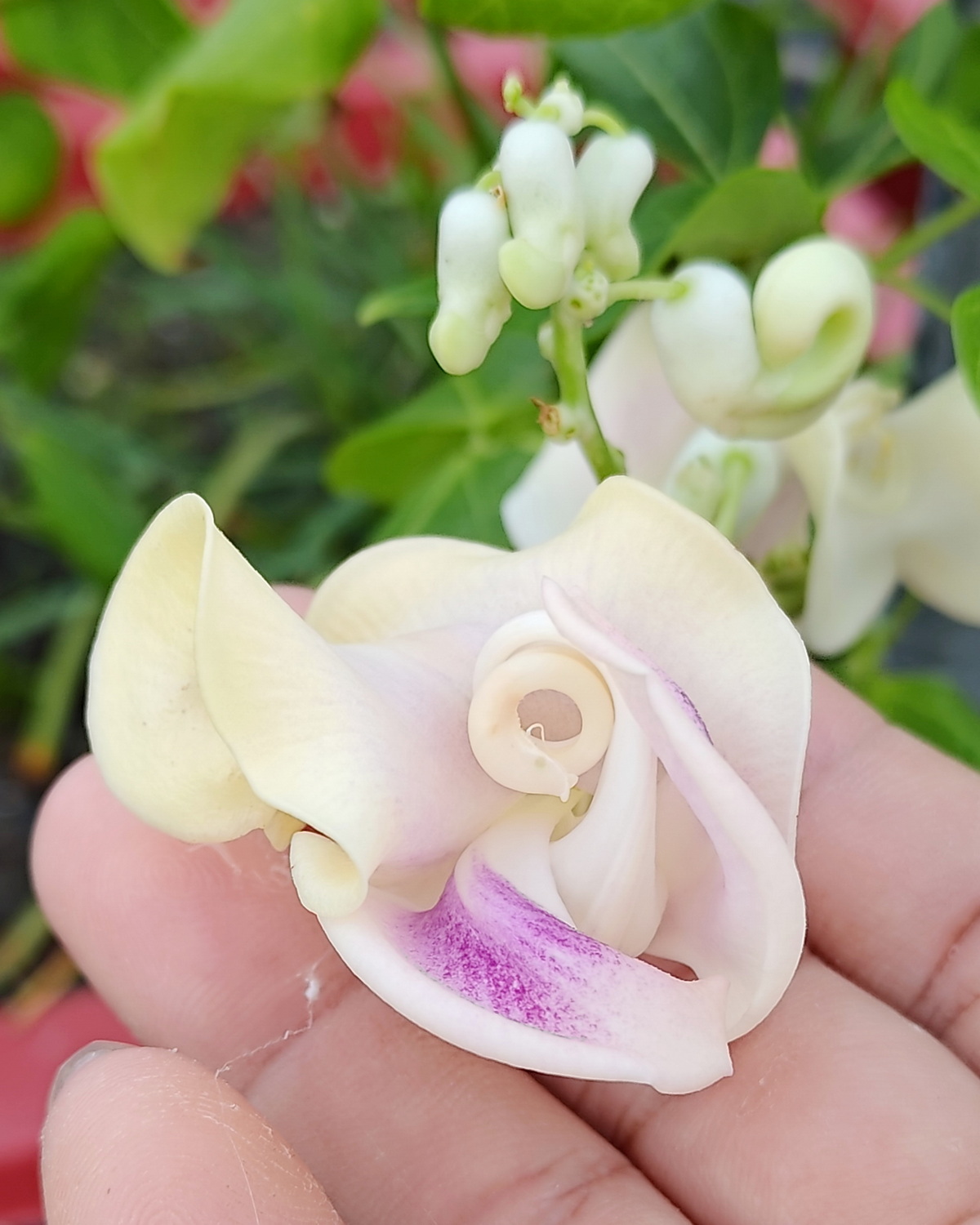 𝘊𝘰𝘤𝘩𝘭𝘪𝘢𝘴𝘢𝘯𝘵𝘩𝘶𝘴 𝘤𝘢𝘳𝘢𝘤𝘢𝘭𝘭𝘢 蝸牛藤