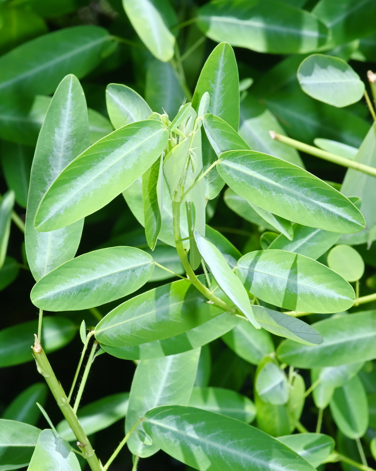 𝘊𝘰𝘥𝘢𝘳𝘪𝘰𝘤𝘢𝘭𝘺𝘹 𝘮𝘰𝘵𝘰𝘳𝘪𝘶𝘴 舞草