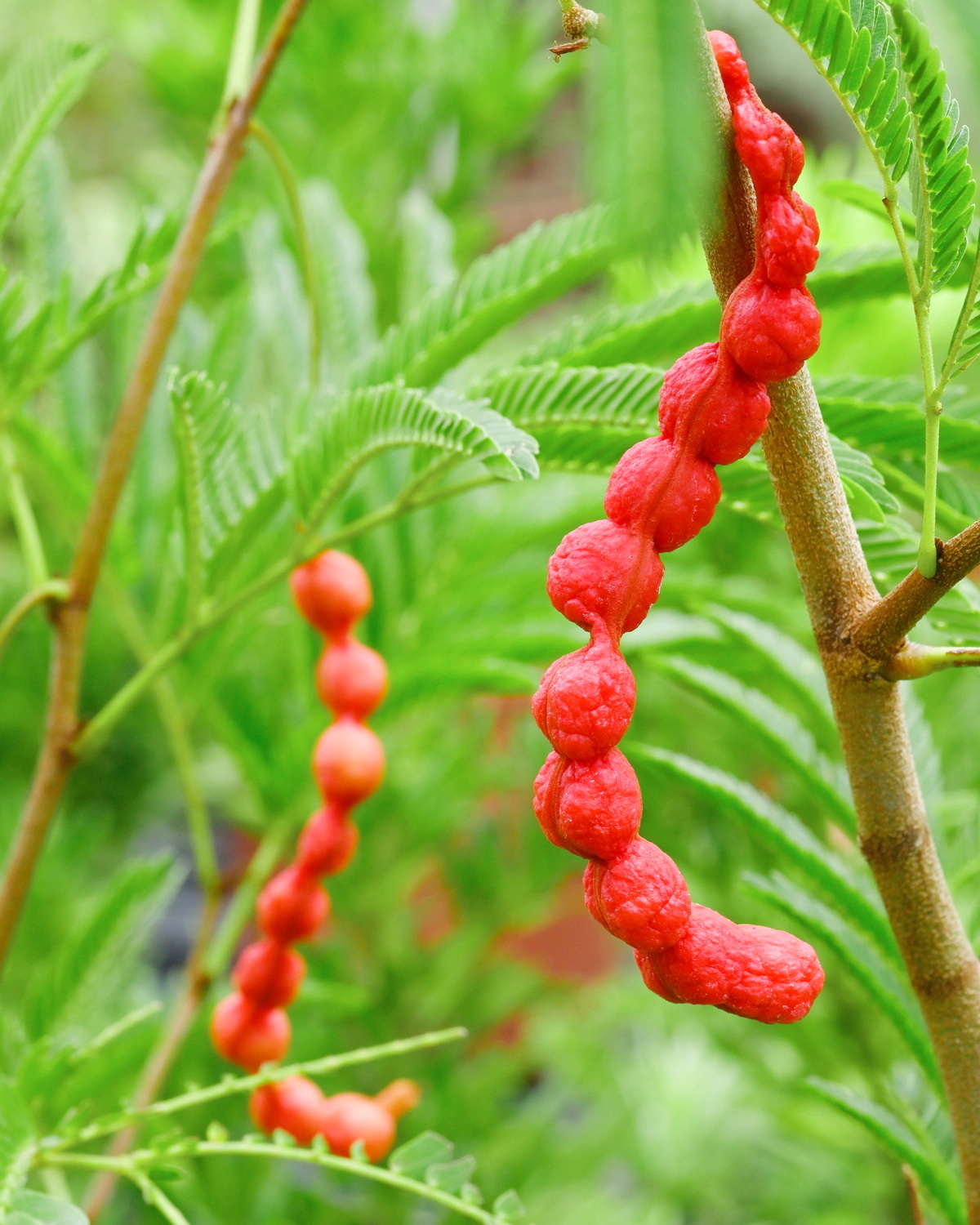 𝘊𝘰𝘫𝘰𝘣𝘢 𝘢𝘳𝘣𝘰𝘳𝘦𝘢 var. 𝘢𝘯𝘨𝘶𝘴𝘵𝘪𝘧𝘰𝘭𝘪𝘢 狹葉雞髯豆