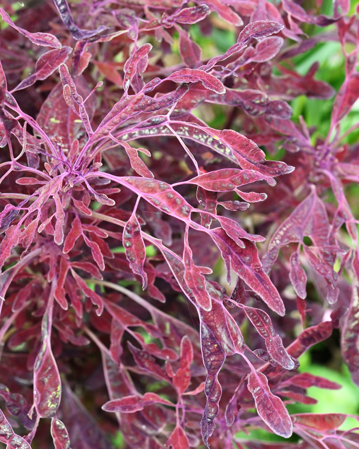 𝘊𝘰𝘭𝘦𝘶𝘴 𝘴𝘤𝘶𝘵𝘦𝘭𝘭𝘢𝘳𝘪𝘰𝘪𝘥𝘦𝘴 ‘Lion Fish’ 彩葉草-獅子魚