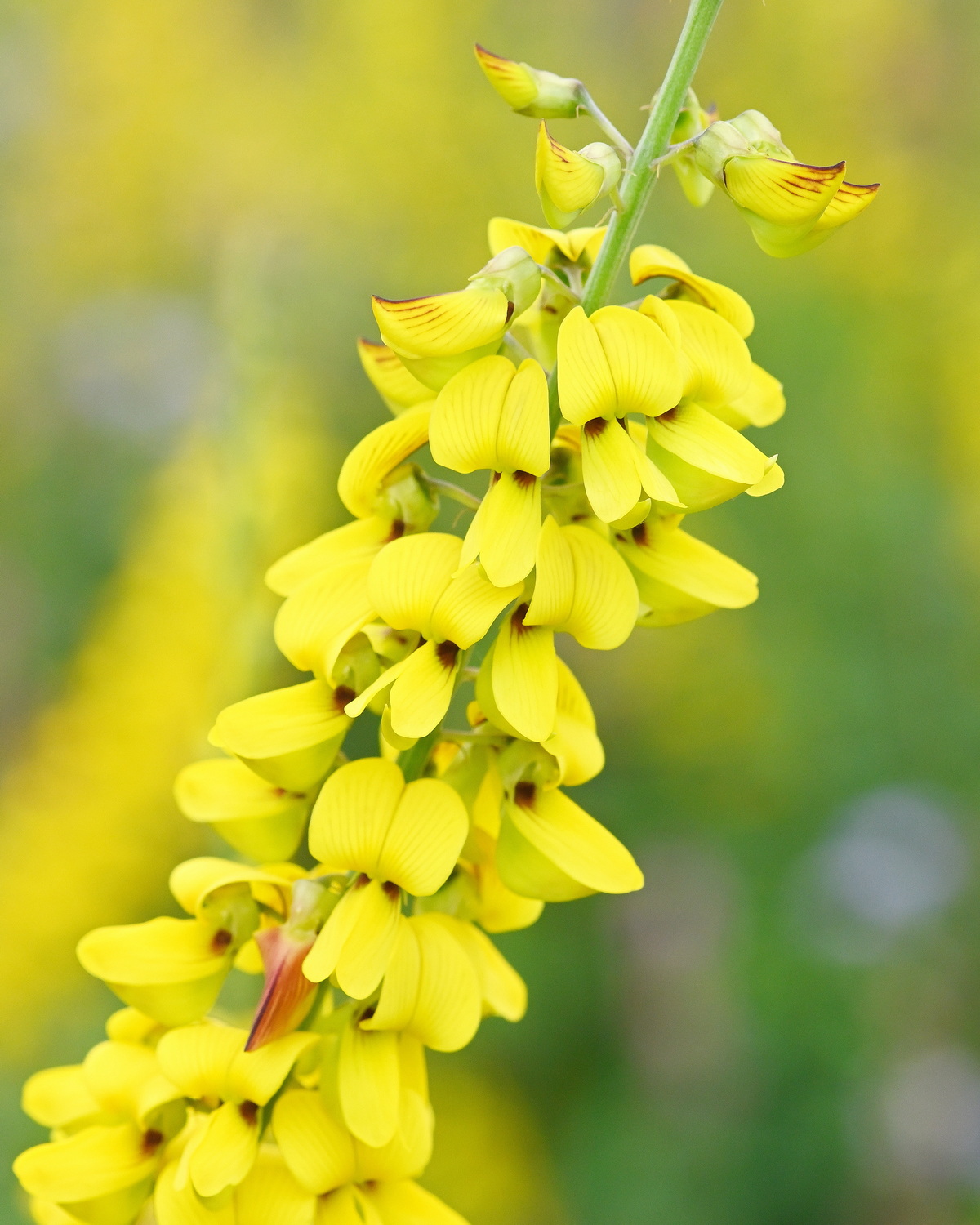 𝘊𝘳𝘰𝘵𝘢𝘭𝘢𝘳𝘪𝘢 𝘵𝘳𝘪𝘤𝘩𝘰𝘵𝘰𝘮𝘢 光萼野百合