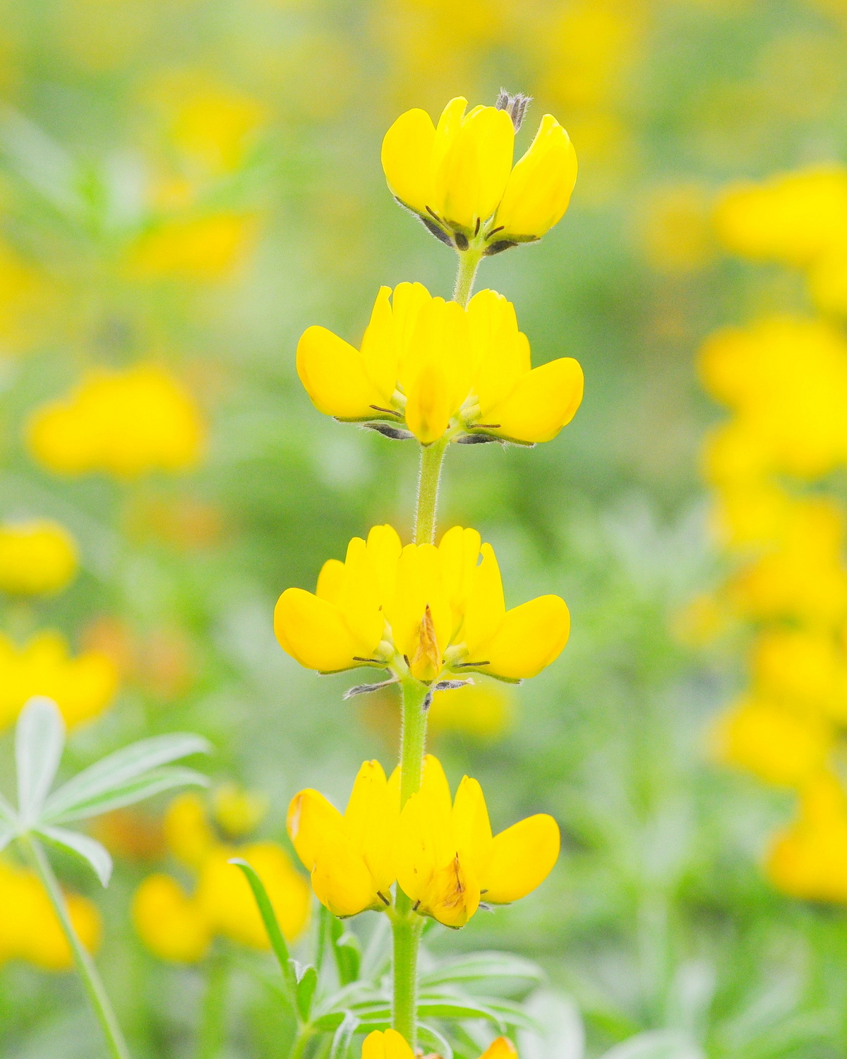 𝘓𝘶𝘱𝘪𝘯𝘶𝘴 𝘭𝘶𝘵𝘦𝘶𝘴 黃羽扇豆