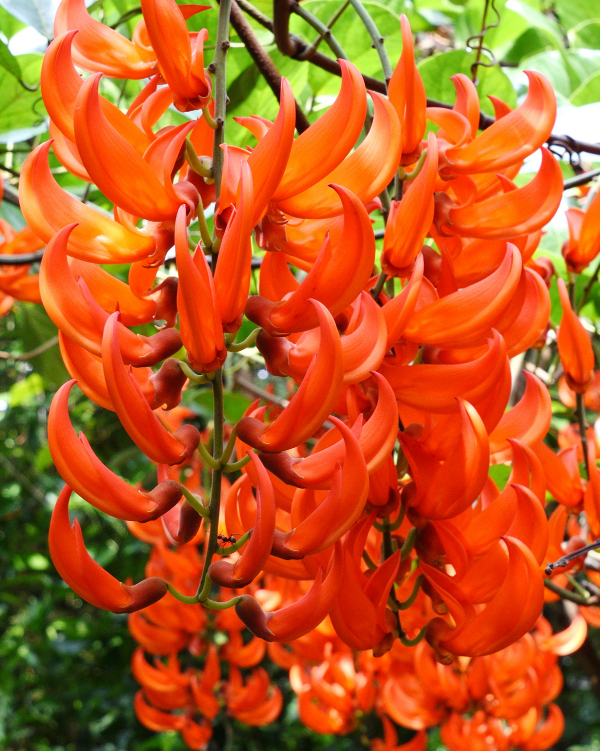 𝘔𝘶𝘤𝘶𝘯𝘢 𝘣𝘦𝘯𝘯𝘦𝘵𝘵𝘪𝘪 紅玉藤