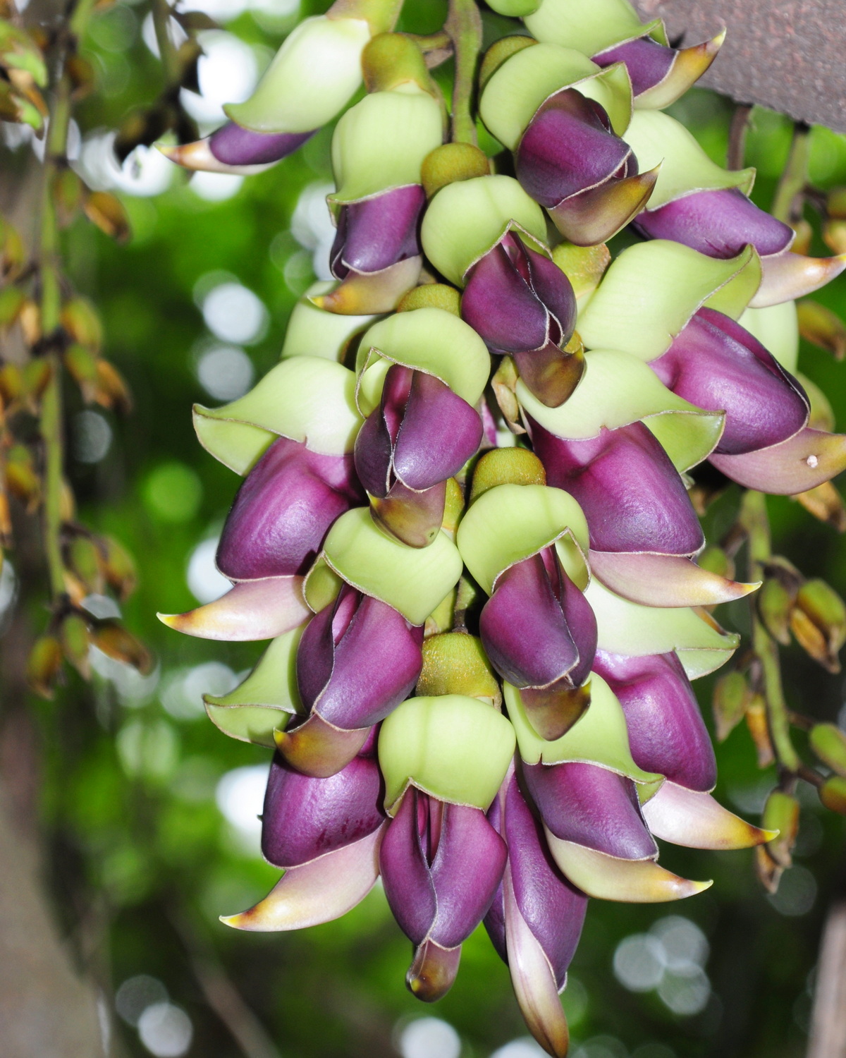 𝘔𝘶𝘤𝘶𝘯𝘢 𝘮𝘢𝘤𝘳𝘰𝘤𝘢𝘳𝘱𝘢 血藤