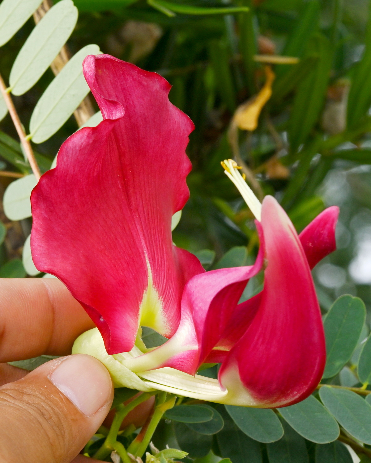 𝘚𝘦𝘴𝘣𝘢𝘯𝘪𝘢 𝘨𝘳𝘢𝘯𝘥𝘪𝘧𝘭𝘰𝘳𝘢 大花田菁