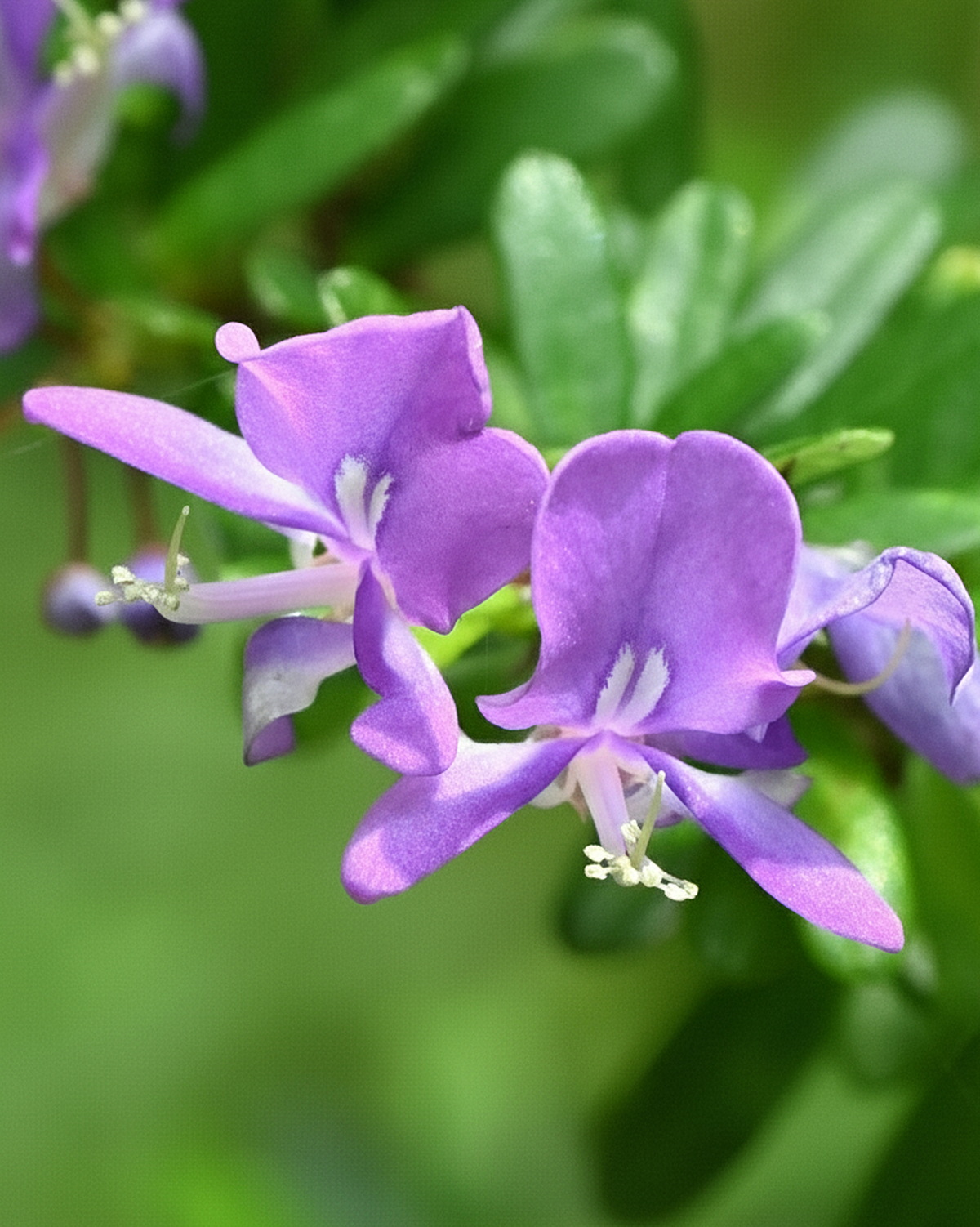 𝘛𝘳𝘪𝘧𝘪𝘥𝘢𝘤𝘢𝘯𝘵𝘩𝘶𝘴 𝘶𝘯𝘪𝘧𝘰𝘭𝘪𝘰𝘭𝘢𝘵𝘶𝘴 三叉刺