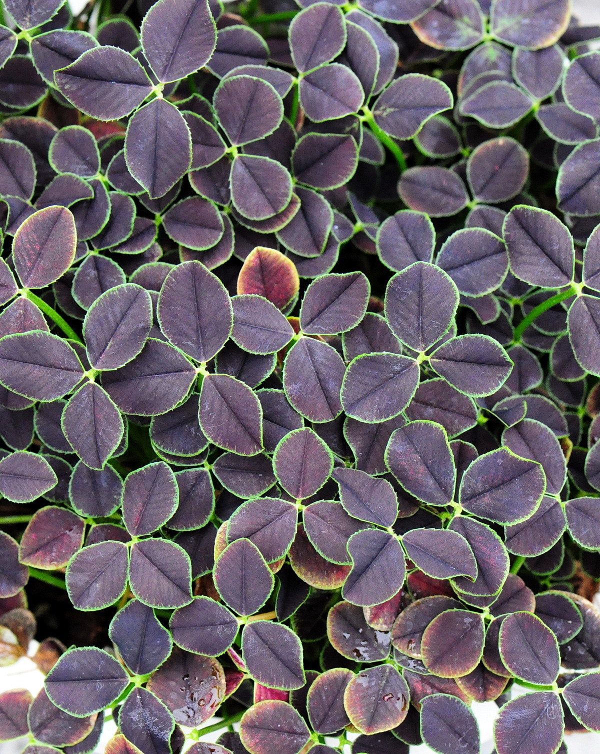 𝘛𝘳𝘪𝘧𝘰𝘭𝘪𝘶𝘮 𝘳𝘦𝘱𝘦𝘯𝘴 ‘ Tint Nero ‘ 白三葉草-染黑