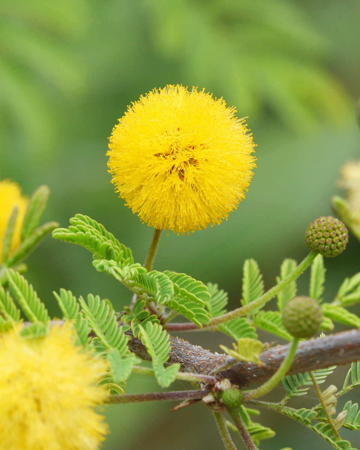 𝘝𝘢𝘤𝘩𝘦𝘭𝘭𝘪𝘢 𝘧𝘢𝘳𝘯𝘦𝘴𝘪𝘢𝘯𝘢 金合歡