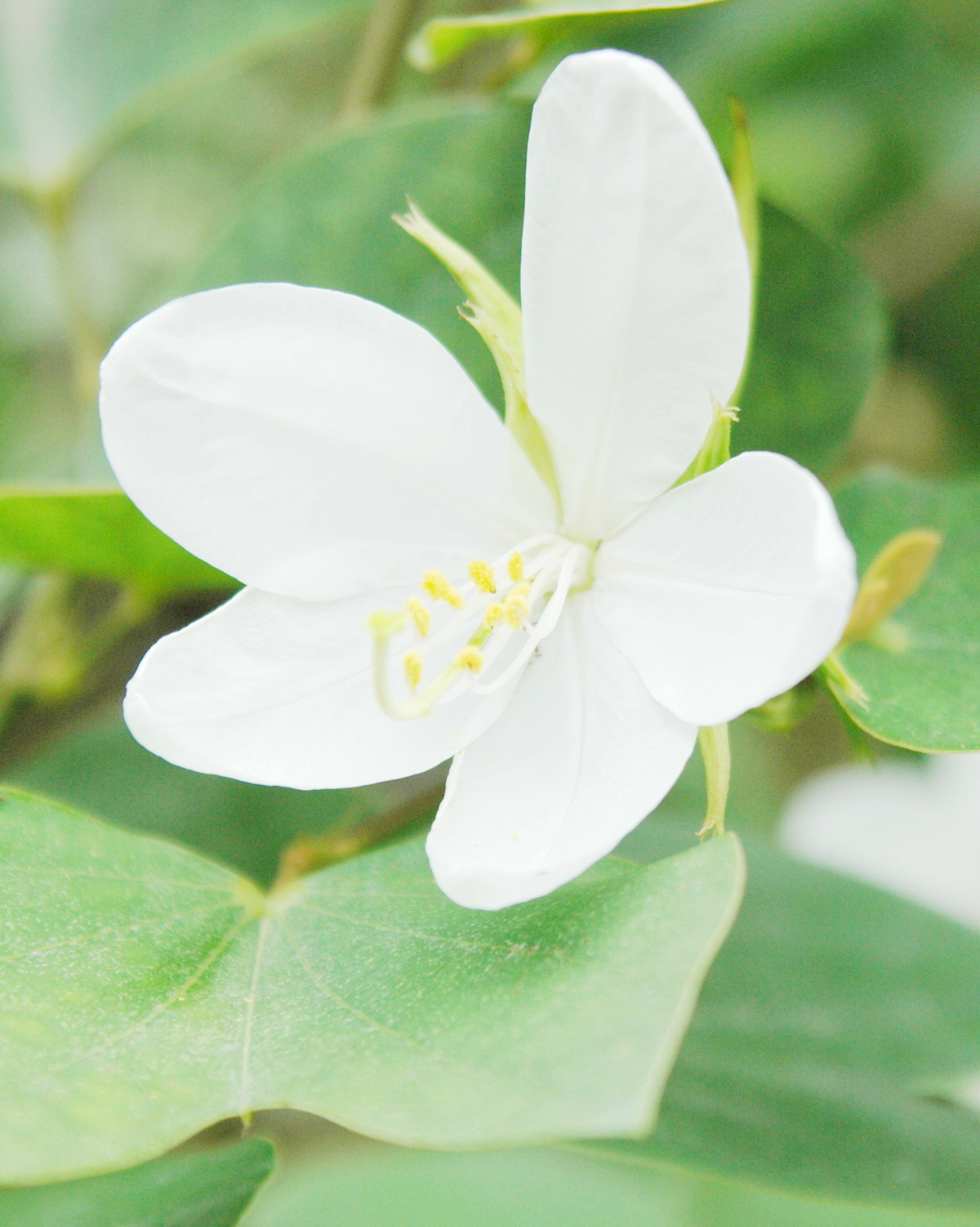 𝘉𝘢𝘶𝘩𝘪𝘯𝘪𝘢 𝘢𝘤𝘶𝘮𝘪𝘯𝘢𝘵𝘢 馬蹄豆