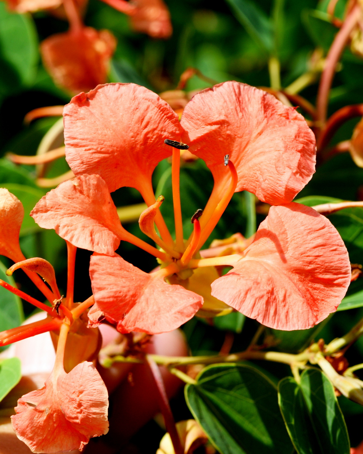 𝘉𝘢𝘶𝘩𝘪𝘯𝘪𝘢 𝘨𝘢𝘭𝘱𝘪𝘯𝘪𝘪 橙花羊蹄甲