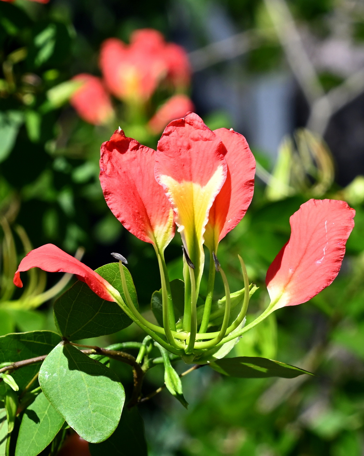 𝘉𝘢𝘶𝘩𝘪𝘯𝘪𝘢 𝘨𝘳𝘦𝘷𝘦𝘪 嘉蘭羊蹄甲