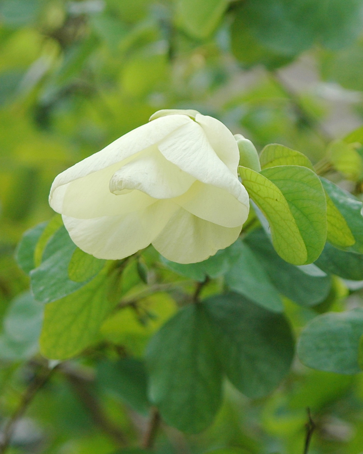 𝘉𝘢𝘶𝘩𝘪𝘯𝘪𝘢 𝘵𝘰𝘮𝘦𝘯𝘵𝘰𝘴𝘢 黃花羊蹄甲