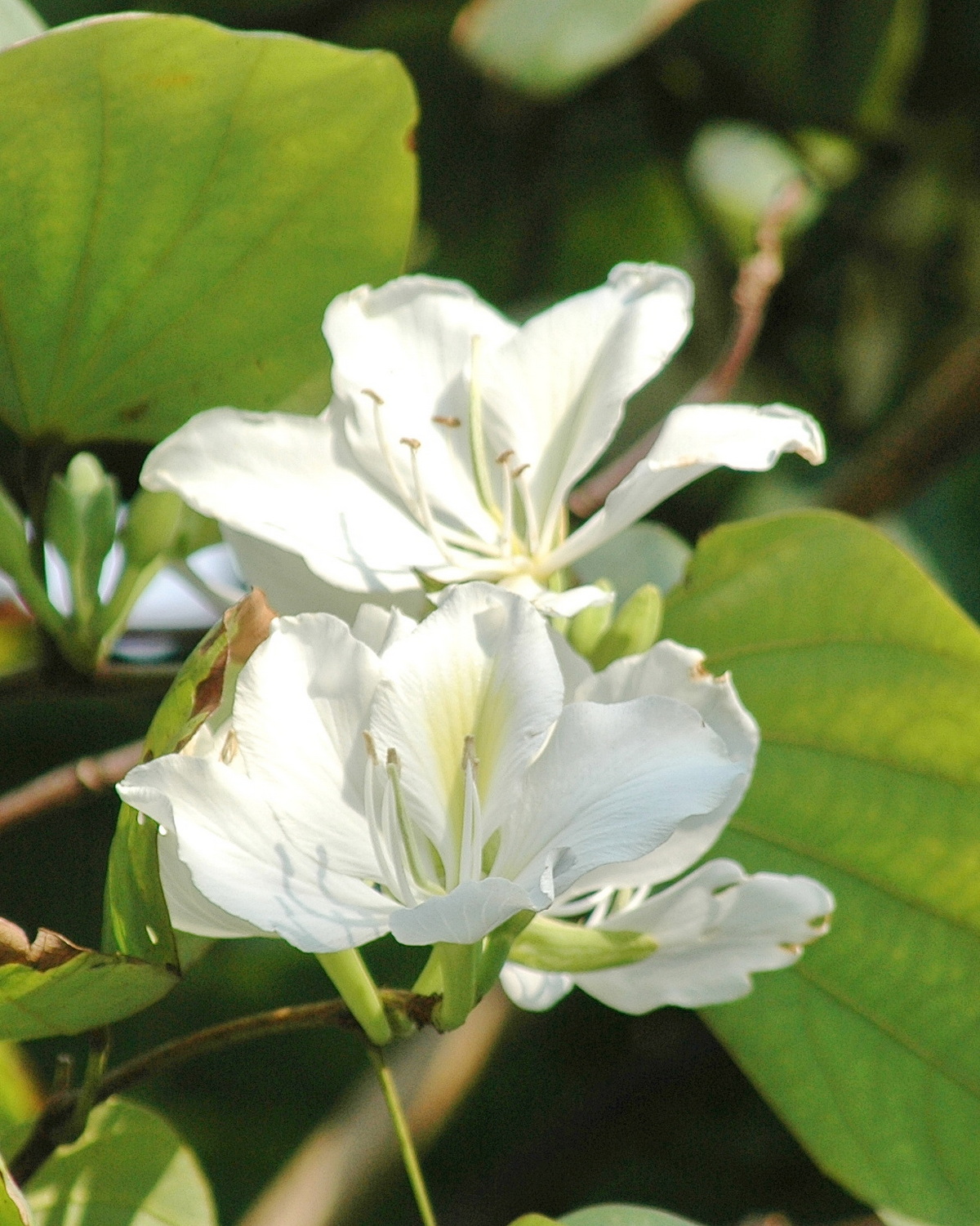 𝘉𝘢𝘶𝘩𝘪𝘯𝘪𝘢 𝘷𝘢𝘳𝘪𝘦𝘨𝘢𝘵𝘢 var. 𝘤𝘢𝘯𝘥𝘪𝘥𝘢 白花羊蹄甲