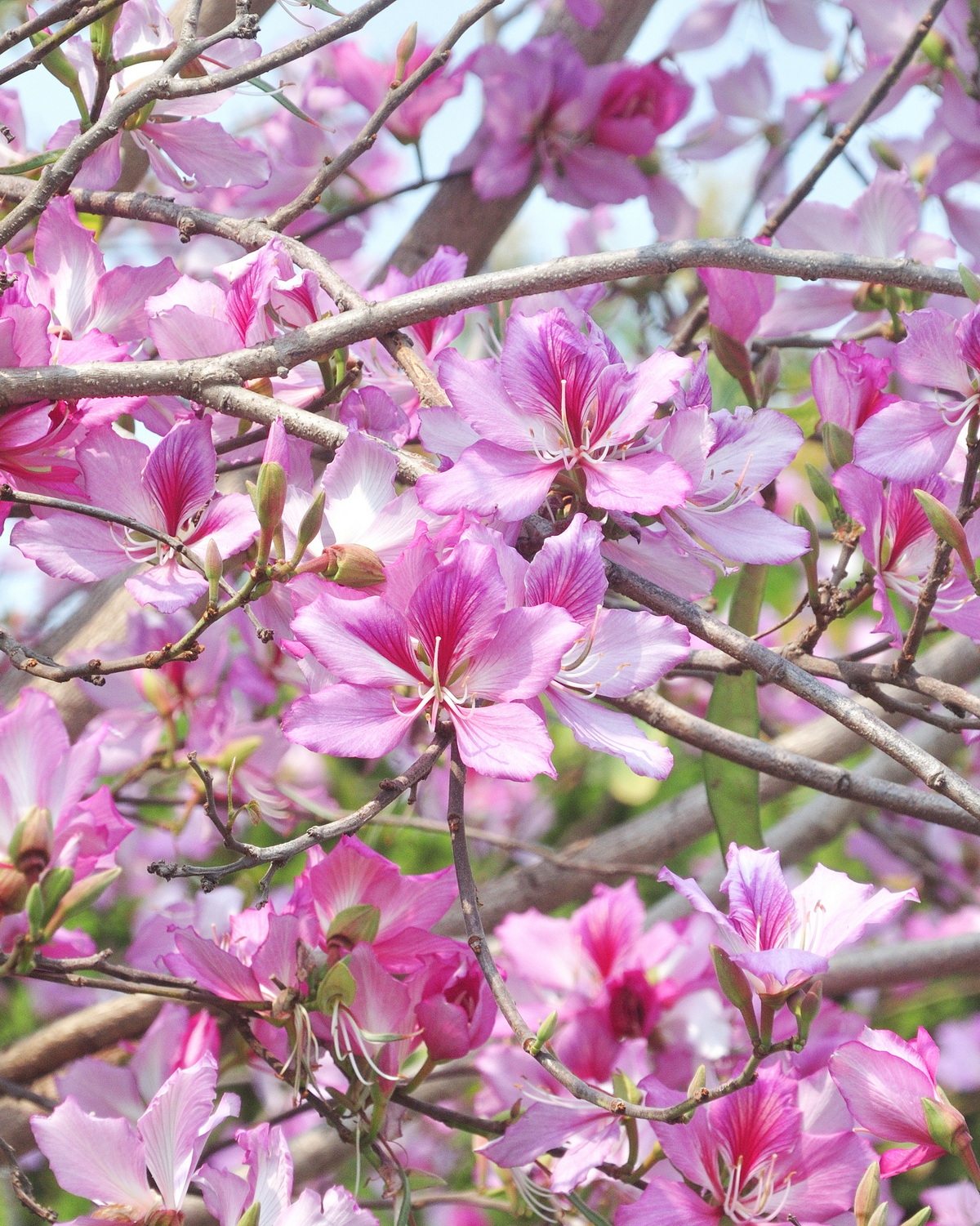 𝘉𝘢𝘶𝘩𝘪𝘯𝘪𝘢 𝘷𝘢𝘳𝘪𝘦𝘨𝘢𝘵𝘢 羊蹄甲