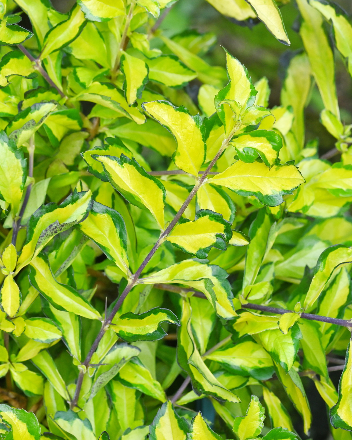 𝘋𝘶𝘳𝘢𝘯𝘵𝘢 𝘦𝘳𝘦𝘤𝘵𝘢 ‘Green and Gold’ 綠金金露花