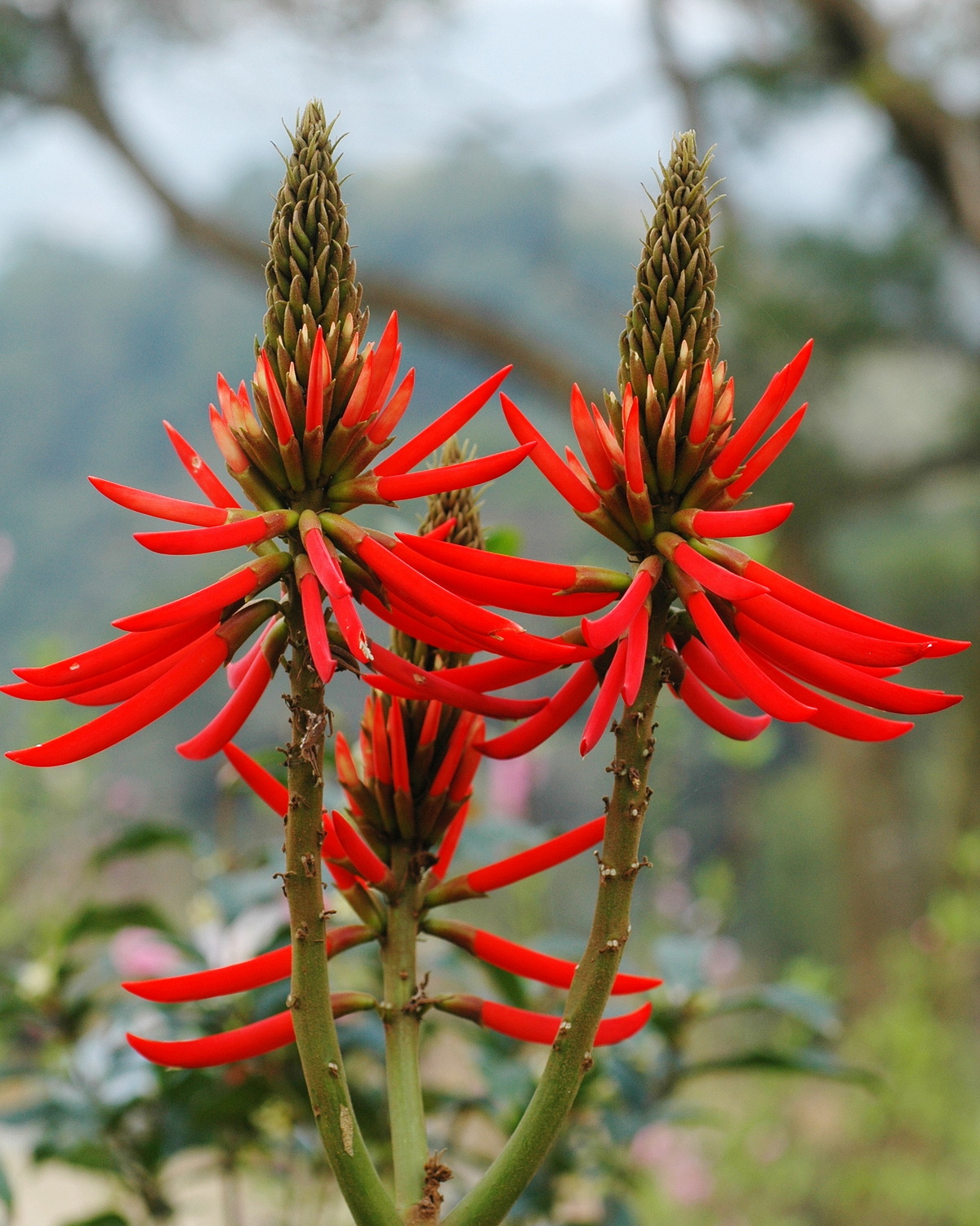 𝘌𝘳𝘺𝘵𝘩𝘳𝘪𝘯𝘢 𝘴𝘱𝘦𝘤𝘪𝘰𝘴𝘢 美麗刺桐