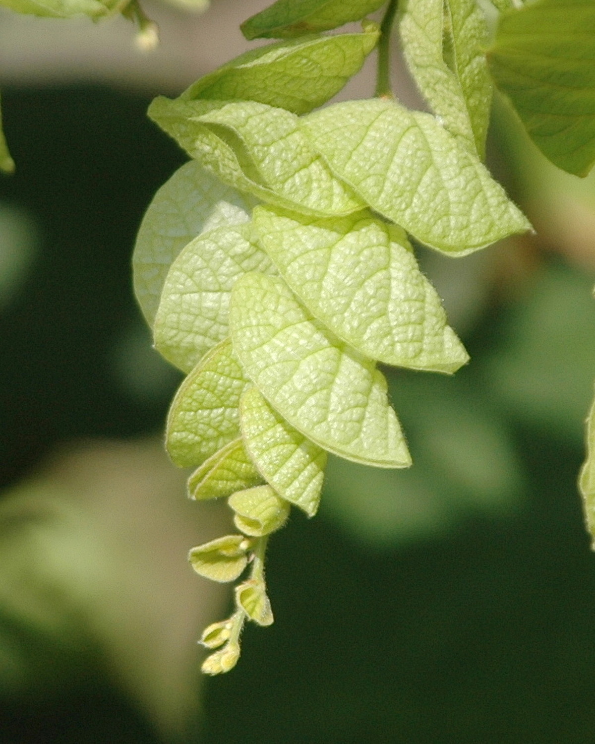 𝘍𝘭𝘦𝘮𝘪𝘯𝘨𝘪𝘢 𝘴𝘵𝘳𝘰𝘣𝘪𝘭𝘪𝘧𝘦𝘳𝘢 佛來明豆