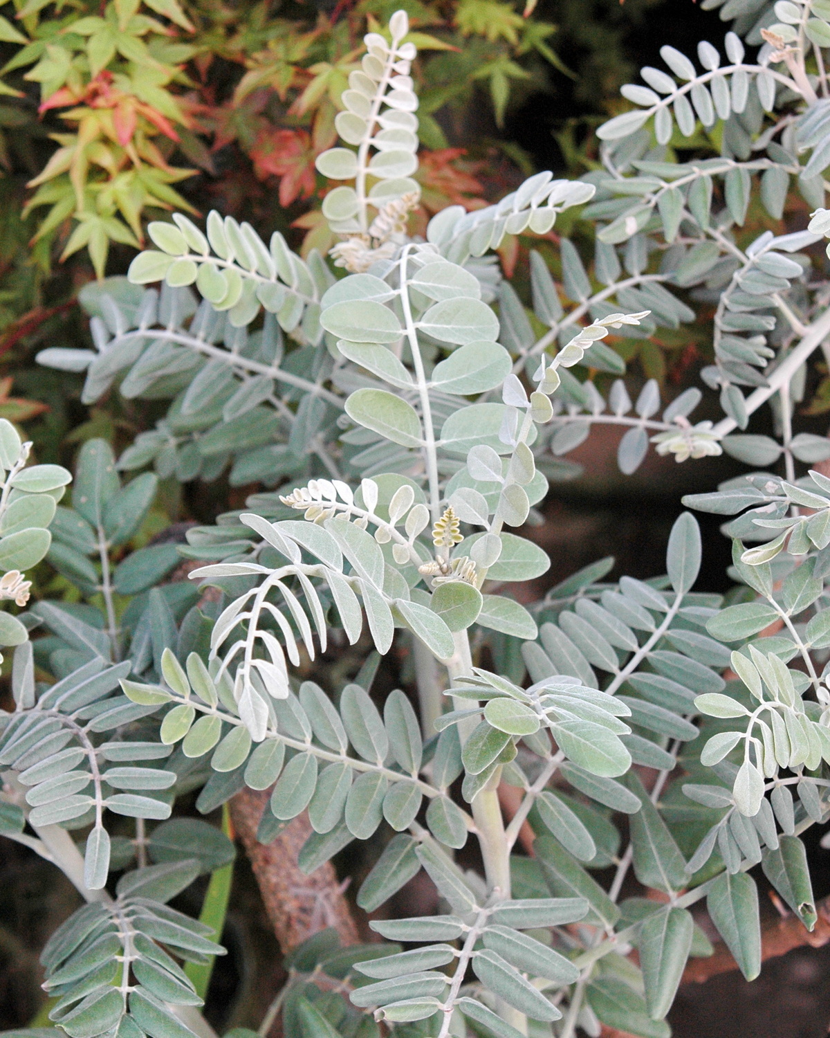 𝘚𝘰𝘱𝘩𝘰𝘳𝘢 𝘵𝘰𝘮𝘦𝘯𝘵𝘰𝘴𝘢 毛苦參