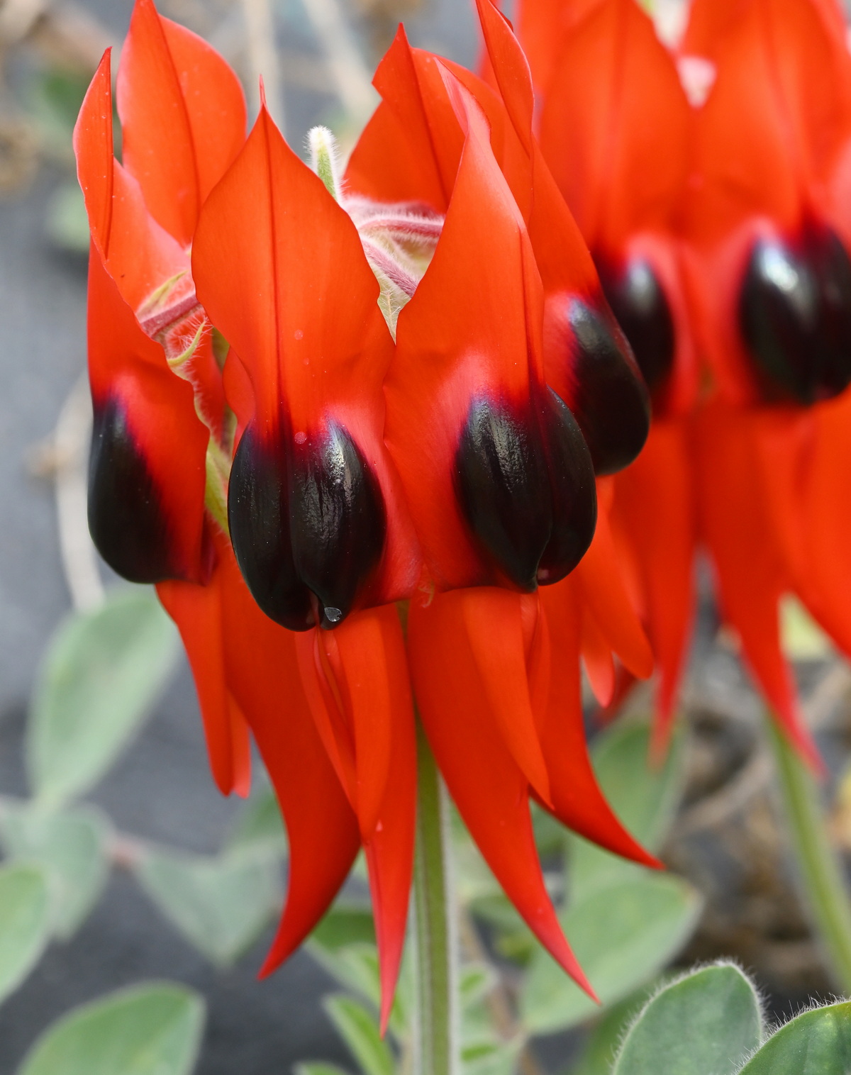 𝘚𝘸𝘢𝘪𝘯𝘴𝘰𝘯𝘢 𝘧𝘰𝘳𝘮𝘰𝘴𝘢 美麗沙漠豆