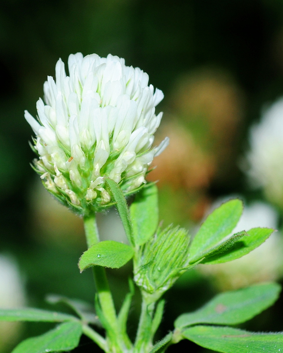 𝘛𝘳𝘪𝘧𝘰𝘭𝘪𝘶𝘮 𝘢𝘭𝘦𝘹𝘢𝘯𝘥𝘳𝘪𝘯𝘶𝘮 埃及三葉草