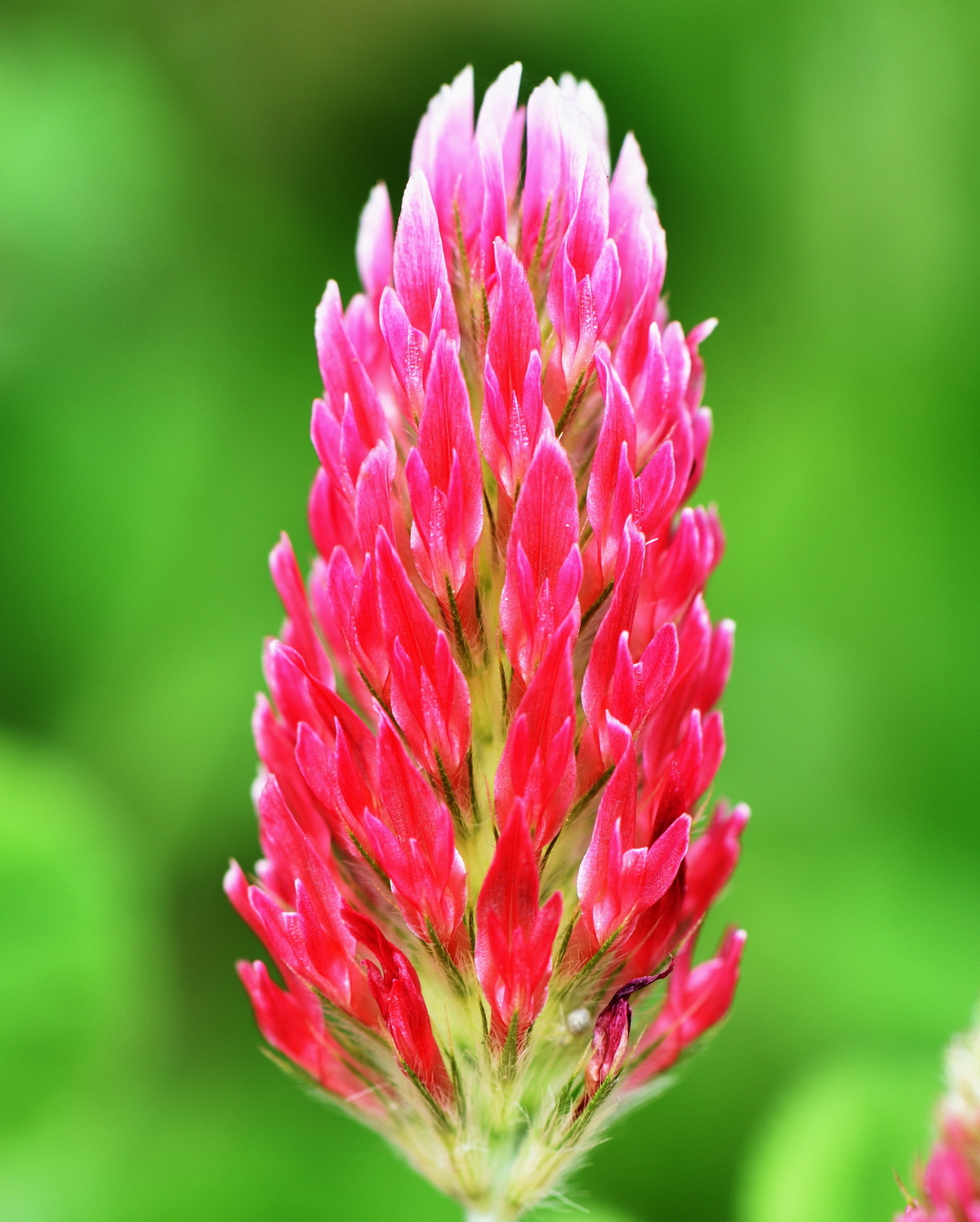 𝘛𝘳𝘪𝘧𝘰𝘭𝘪𝘶𝘮 𝘪𝘯𝘤𝘢𝘳𝘯𝘢𝘵𝘶𝘮 絳三葉草