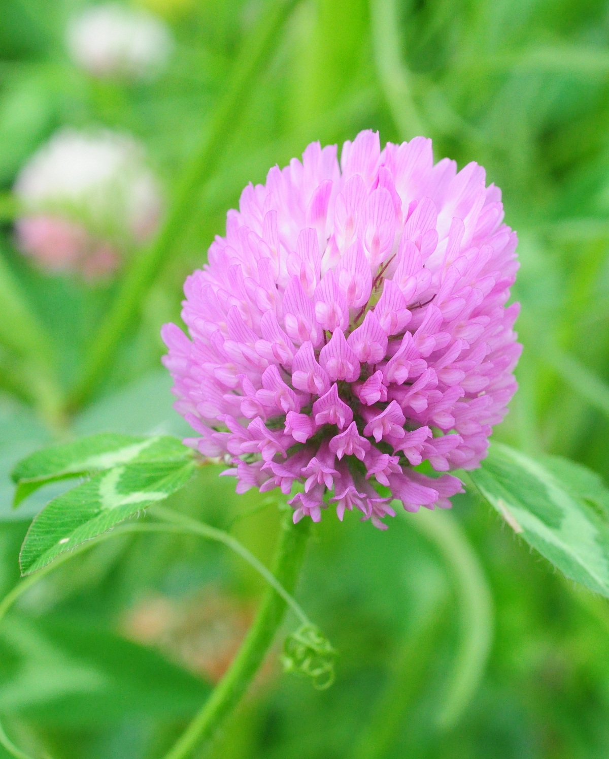 𝘛𝘳𝘪𝘧𝘰𝘭𝘪𝘶𝘮 𝘱𝘳𝘢𝘵𝘦𝘯𝘴𝘦 紅花三葉草