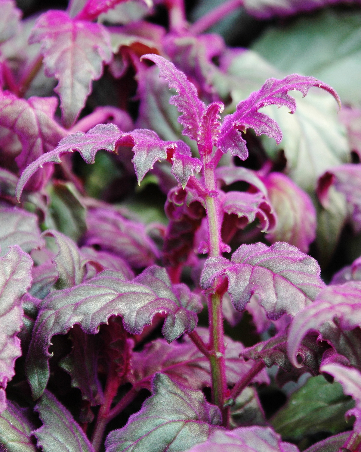 𝘎𝘺𝘯𝘶𝘳𝘢 𝘢𝘶𝘳𝘢𝘯𝘵𝘪𝘢𝘤𝘢 紫絨藤