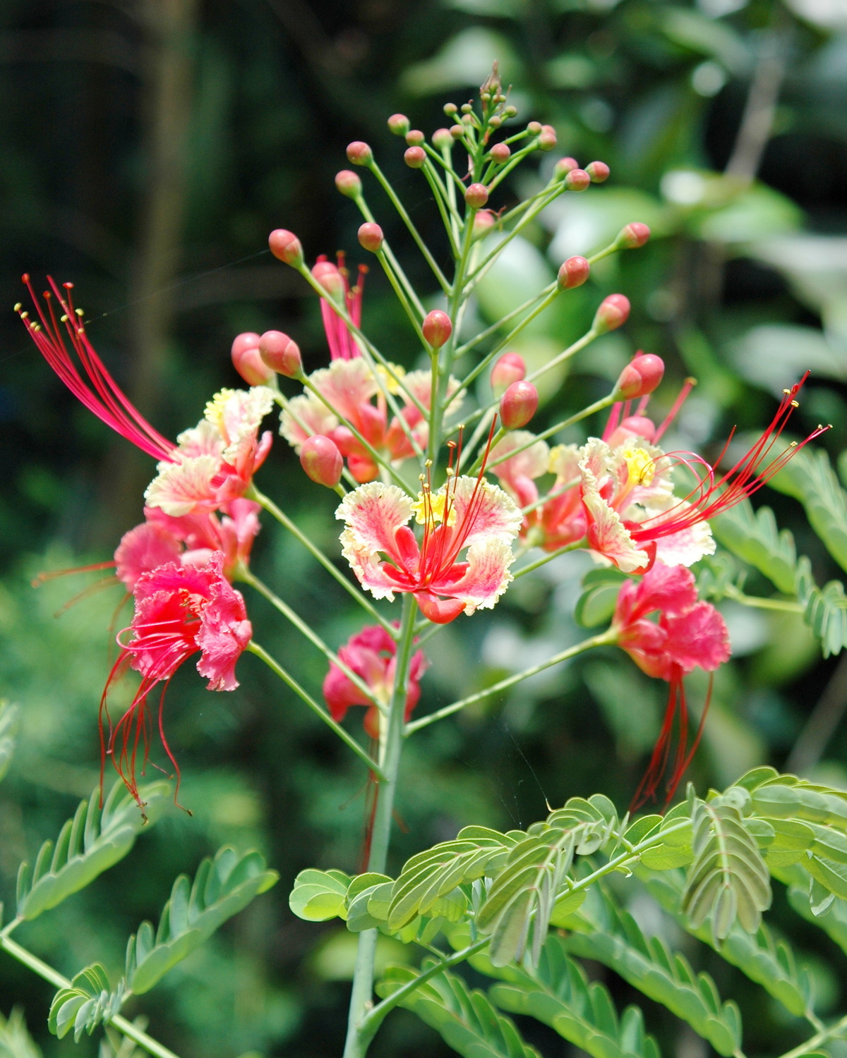 𝘊𝘢𝘦𝘴𝘢𝘭𝘱𝘪𝘯𝘪𝘢 𝘱𝘶𝘭𝘤𝘩𝘦𝘳𝘳𝘪𝘮𝘢 ‘Rosea’ 粉紅蝴蝶