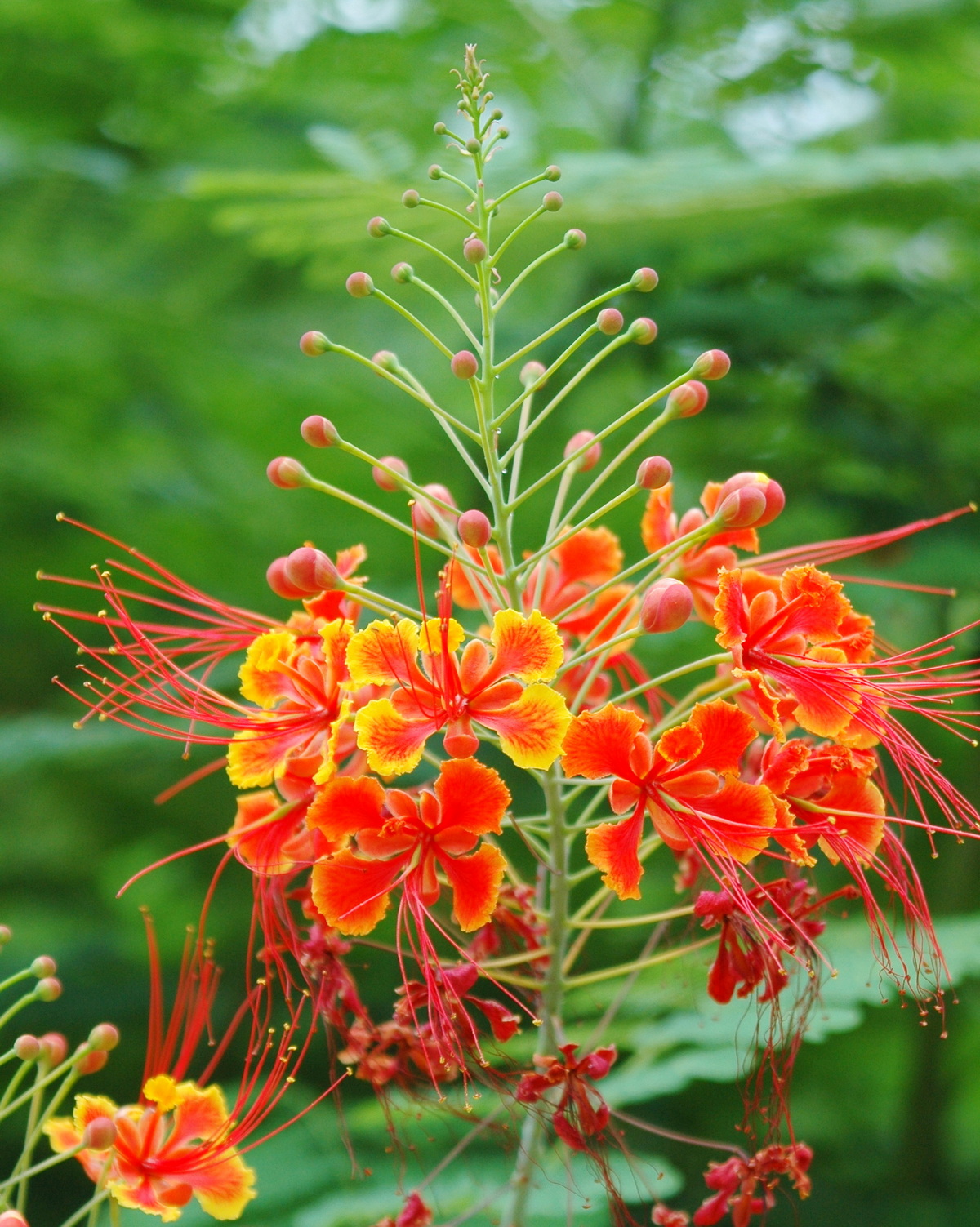 𝘊𝘢𝘦𝘴𝘢𝘭𝘱𝘪𝘯𝘪𝘢 𝘱𝘶𝘭𝘤𝘩𝘦𝘳𝘳𝘪𝘮𝘢 紅蝴蝶