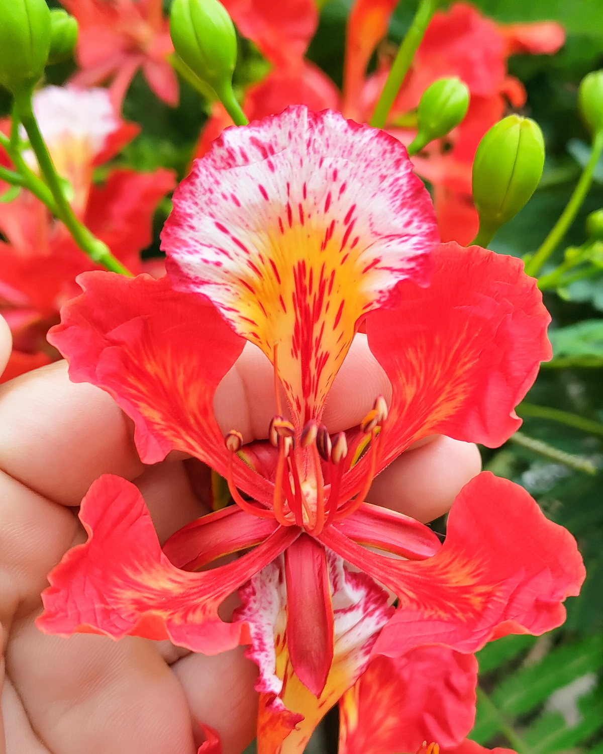 𝘋𝘦𝘭𝘰𝘯𝘪𝘹 𝘳𝘦𝘨𝘪𝘢 鳳凰木