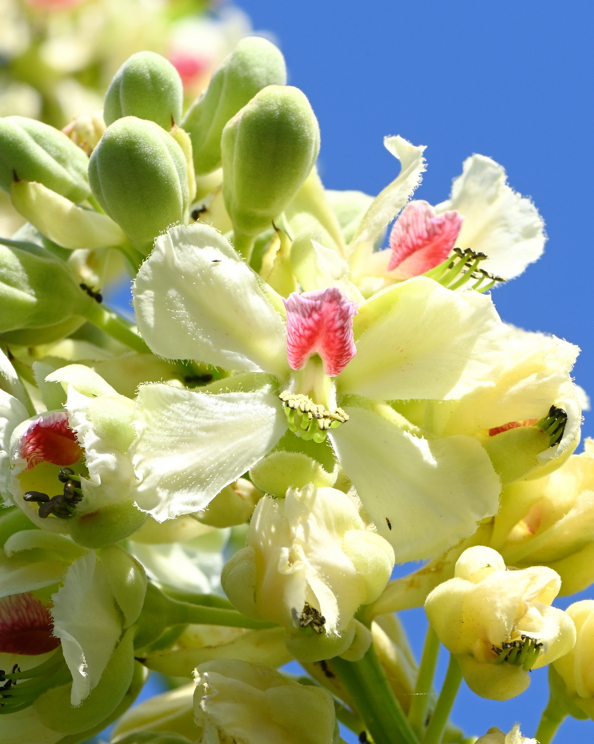 𝘎𝘶𝘪𝘭𝘢𝘯𝘥𝘪𝘯𝘢 𝘮𝘪𝘯𝘢𝘹 蓮實藤