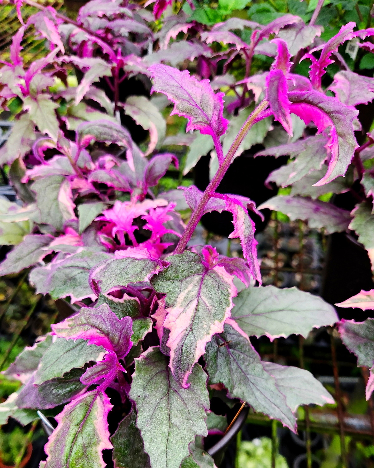 𝘎𝘺𝘯𝘶𝘳𝘢 𝘢𝘶𝘳𝘢𝘯𝘵𝘪𝘢𝘤𝘢 ‘Variegata’ 斑葉紫絨藤