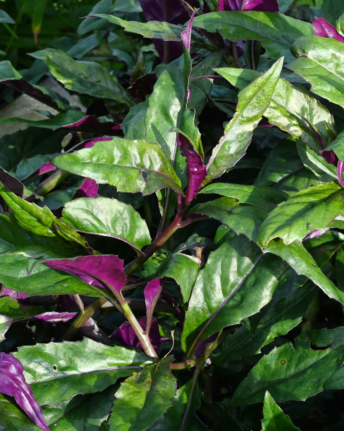 𝘎𝘺𝘯𝘶𝘳𝘢 𝘣𝘪𝘤𝘰𝘭𝘰𝘳 紅鳳菜