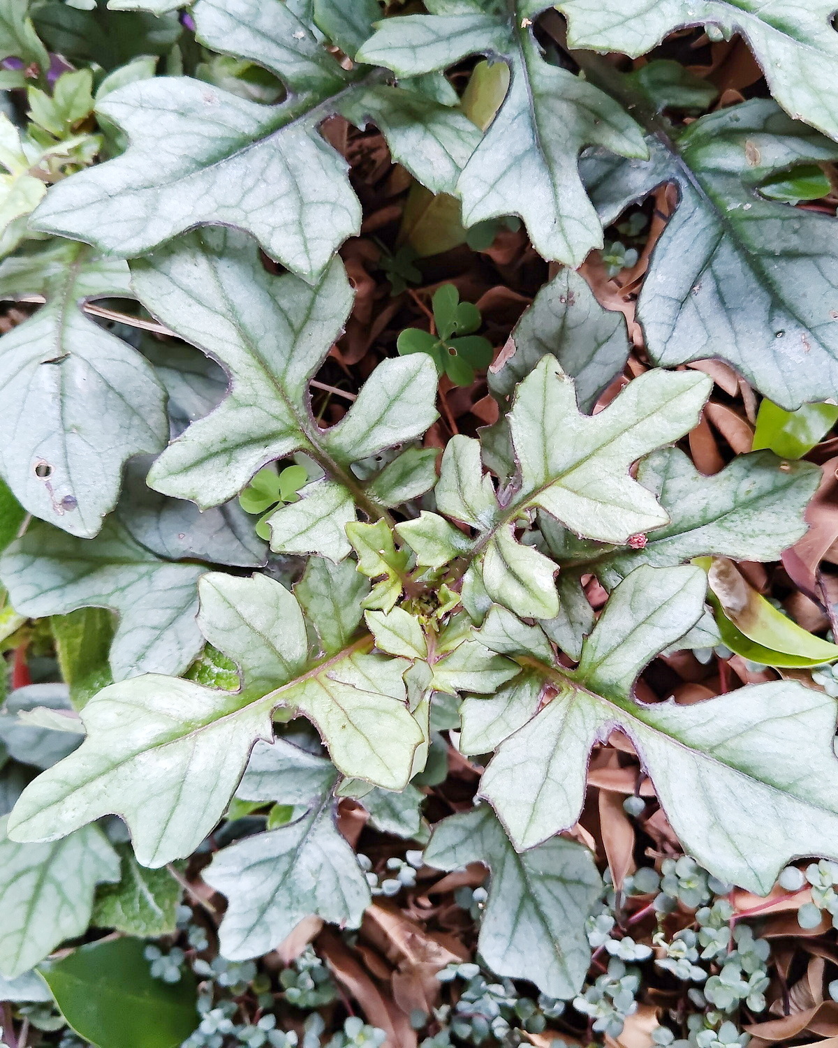 𝘎𝘺𝘯𝘶𝘳𝘢 𝘤𝘢𝘭𝘤𝘪𝘱𝘩𝘪𝘭𝘢 var. 𝘥𝘪𝘴𝘴𝘦𝘤𝘵𝘢 深裂葉喜鈣紅鳳菜