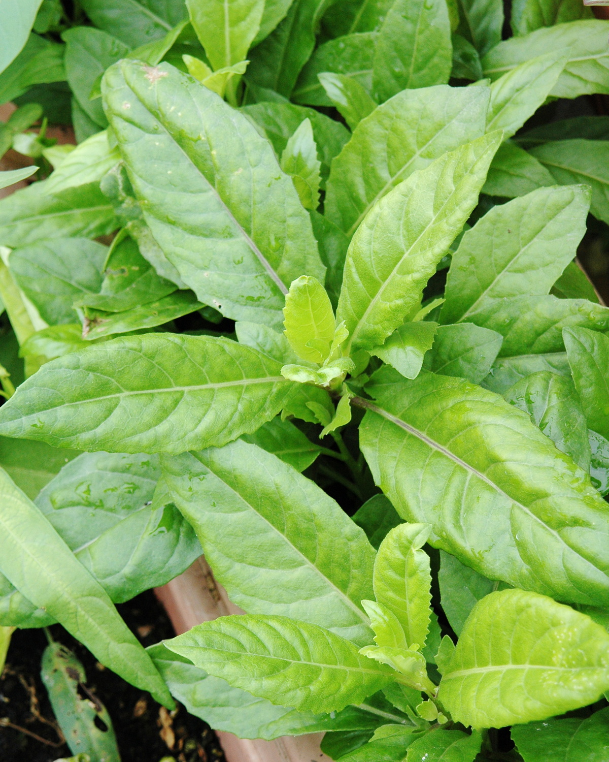 𝘎𝘺𝘯𝘶𝘳𝘢 𝘱𝘳𝘰𝘤𝘶𝘮𝘣𝘦𝘯𝘴 平臥菊三七