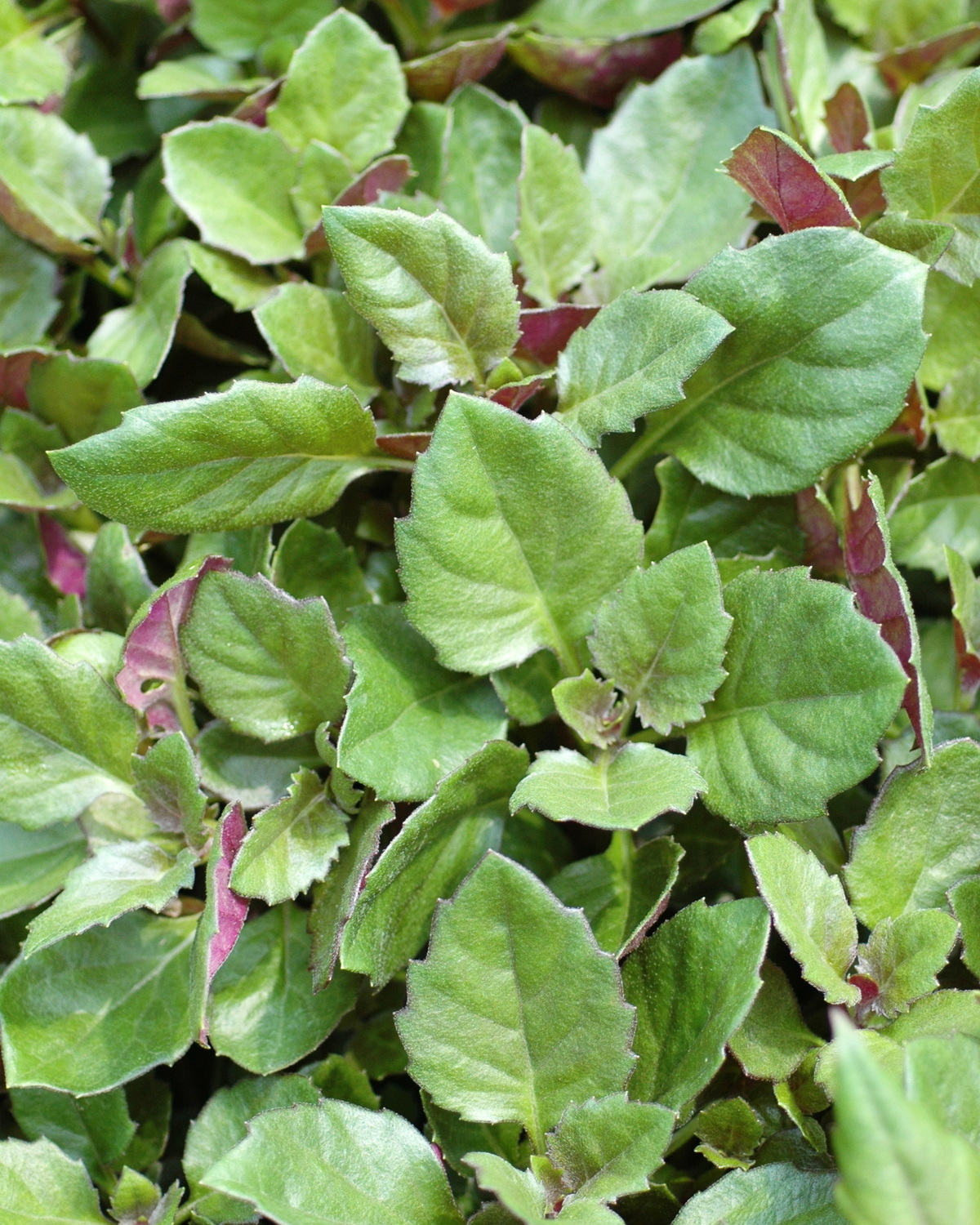 𝘎𝘺𝘯𝘶𝘳𝘢 sp. 圓葉紅鳳菜