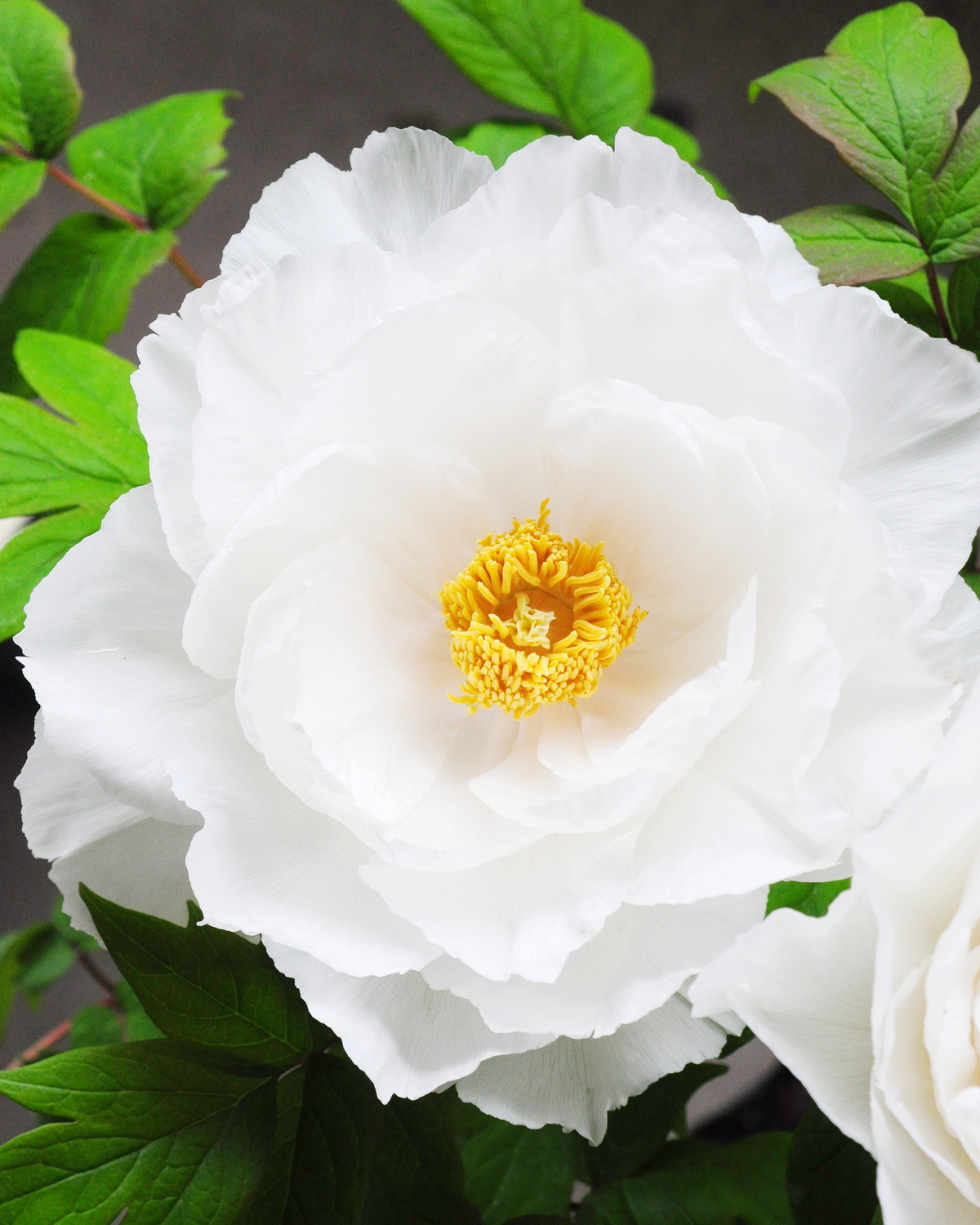 𝘗𝘢𝘦𝘰𝘯𝘪𝘢 × 𝘴𝘶𝘧𝘧𝘳𝘶𝘵𝘪𝘤𝘰𝘴𝘢 ‘Renkaku’ 牡丹-連鶴