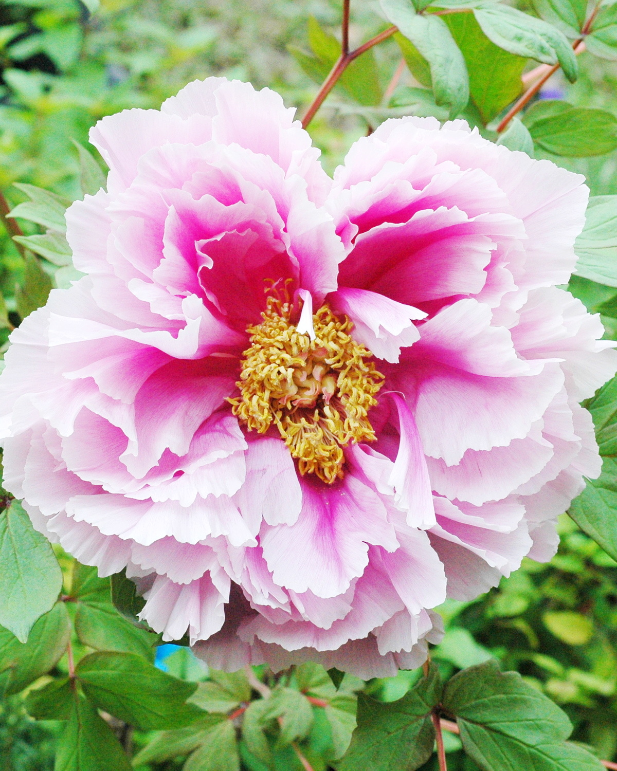 𝘗𝘢𝘦𝘰𝘯𝘪𝘢 × 𝘴𝘶𝘧𝘧𝘳𝘶𝘵𝘪𝘤𝘰𝘴𝘢 ‘Shima No Fuji’ 牡丹-島之藤