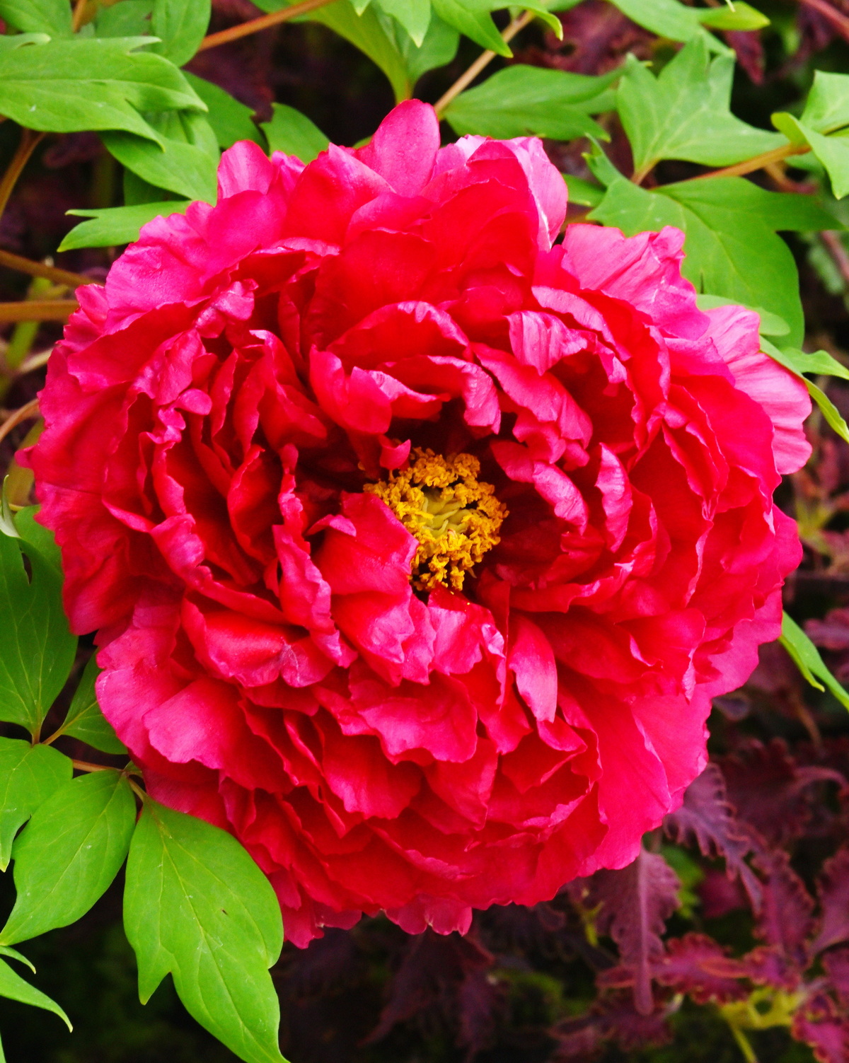 𝘗𝘢𝘦𝘰𝘯𝘪𝘢 × 𝘴𝘶𝘧𝘧𝘳𝘶𝘵𝘪𝘤𝘰𝘴𝘢 ‘Shima No Kagayaki’ 牡丹-島之輝