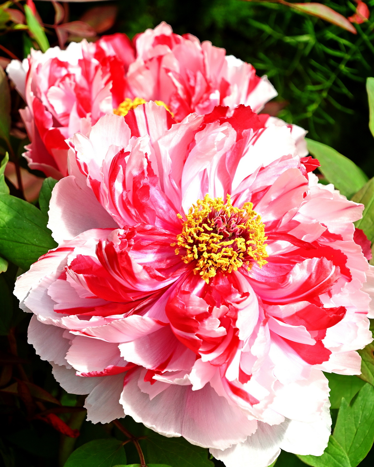 𝘗𝘢𝘦𝘰𝘯𝘪𝘢 × 𝘴𝘶𝘧𝘧𝘳𝘶𝘵𝘪𝘤𝘰𝘴𝘢 ‘Shima-nishiki’ 牡丹-島錦