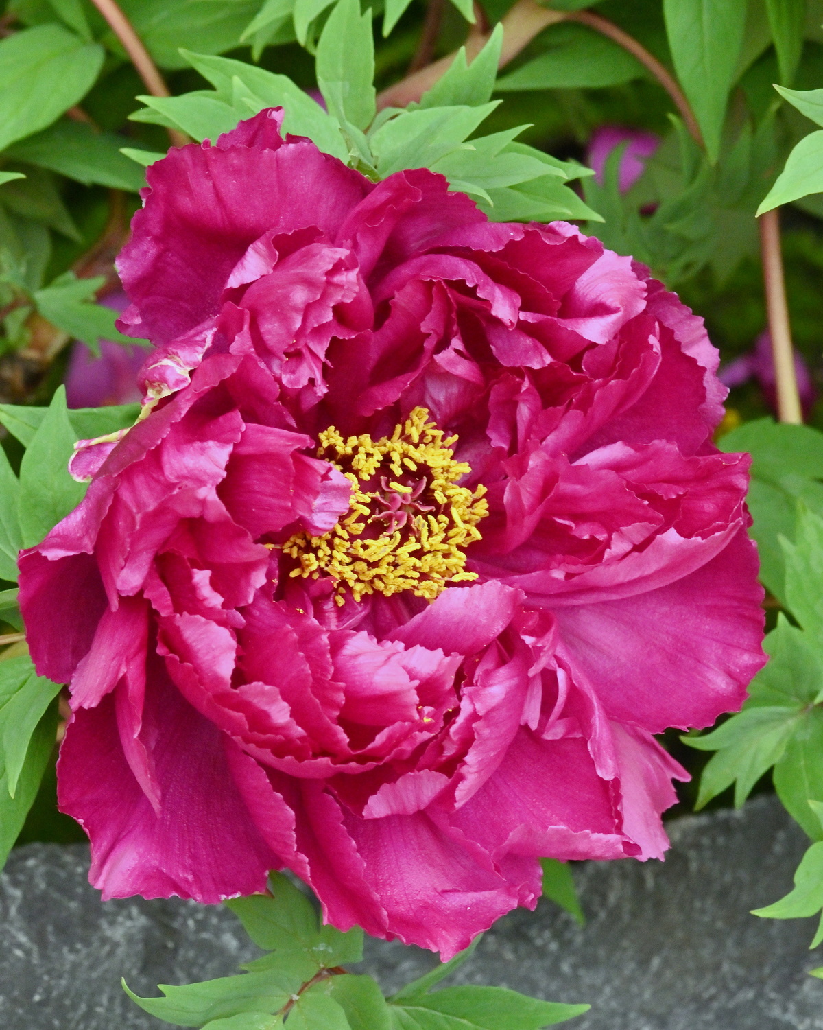 𝘗𝘢𝘦𝘰𝘯𝘪𝘢 × 𝘴𝘶𝘧𝘧𝘳𝘶𝘵𝘪𝘤𝘰𝘴𝘢 ‘ Shimadaijin’ 牡丹-島大臣