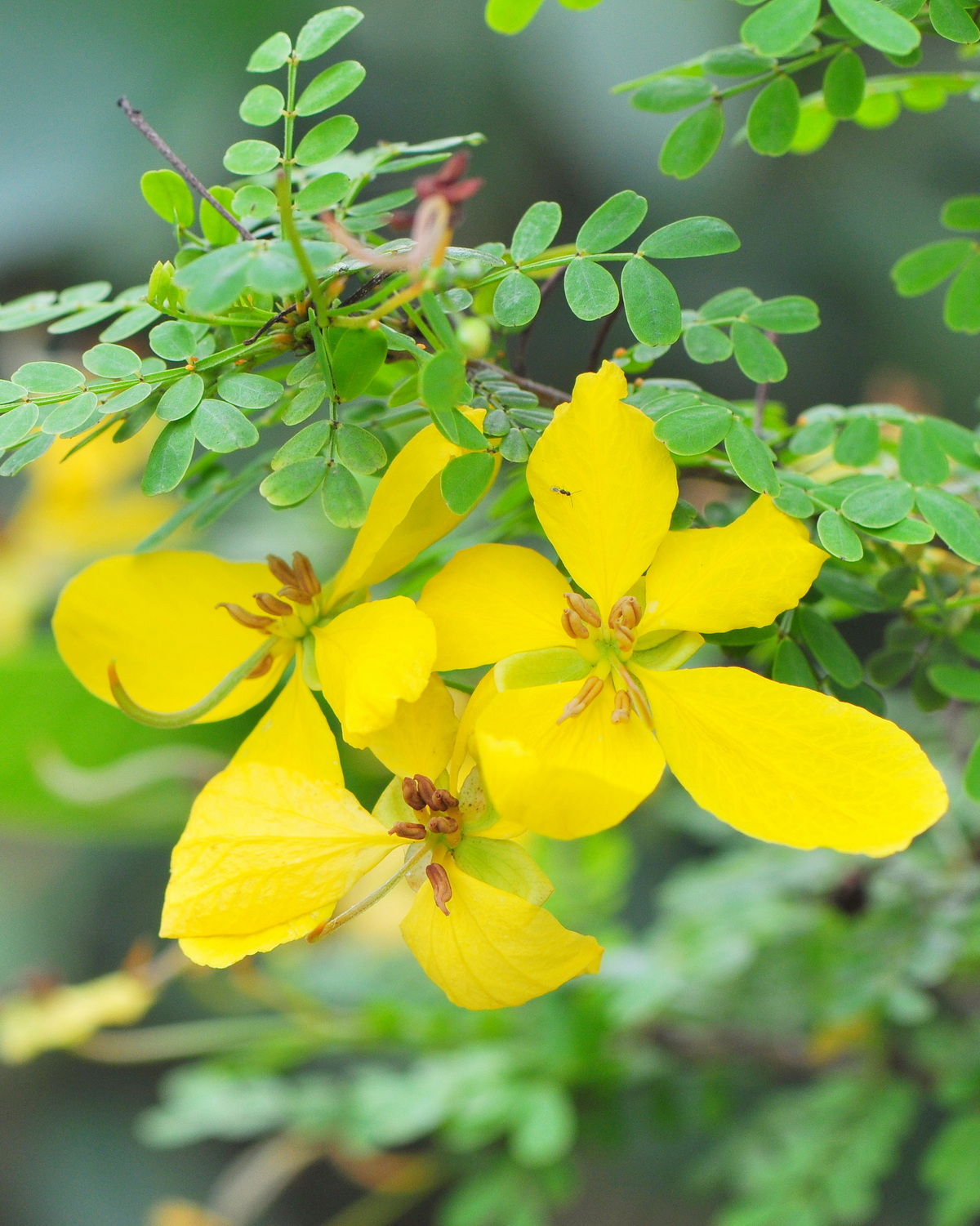 𝘚𝘦𝘯𝘯𝘢 𝘱𝘰𝘭𝘺𝘱𝘩𝘺𝘭𝘭𝘢 多葉決明