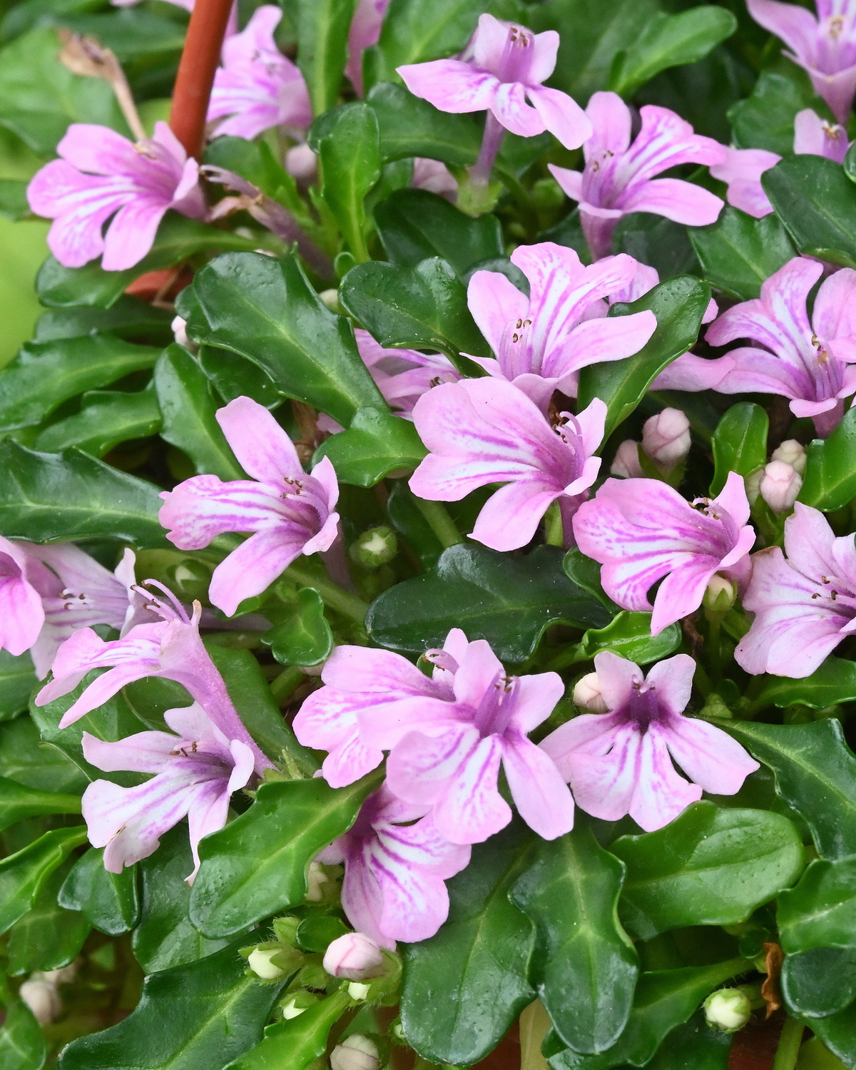 𝘈𝘫𝘶𝘨𝘢 𝘱𝘺𝘨𝘮𝘢𝘦𝘢 ‘Pink’ 粉紅矮筋骨草