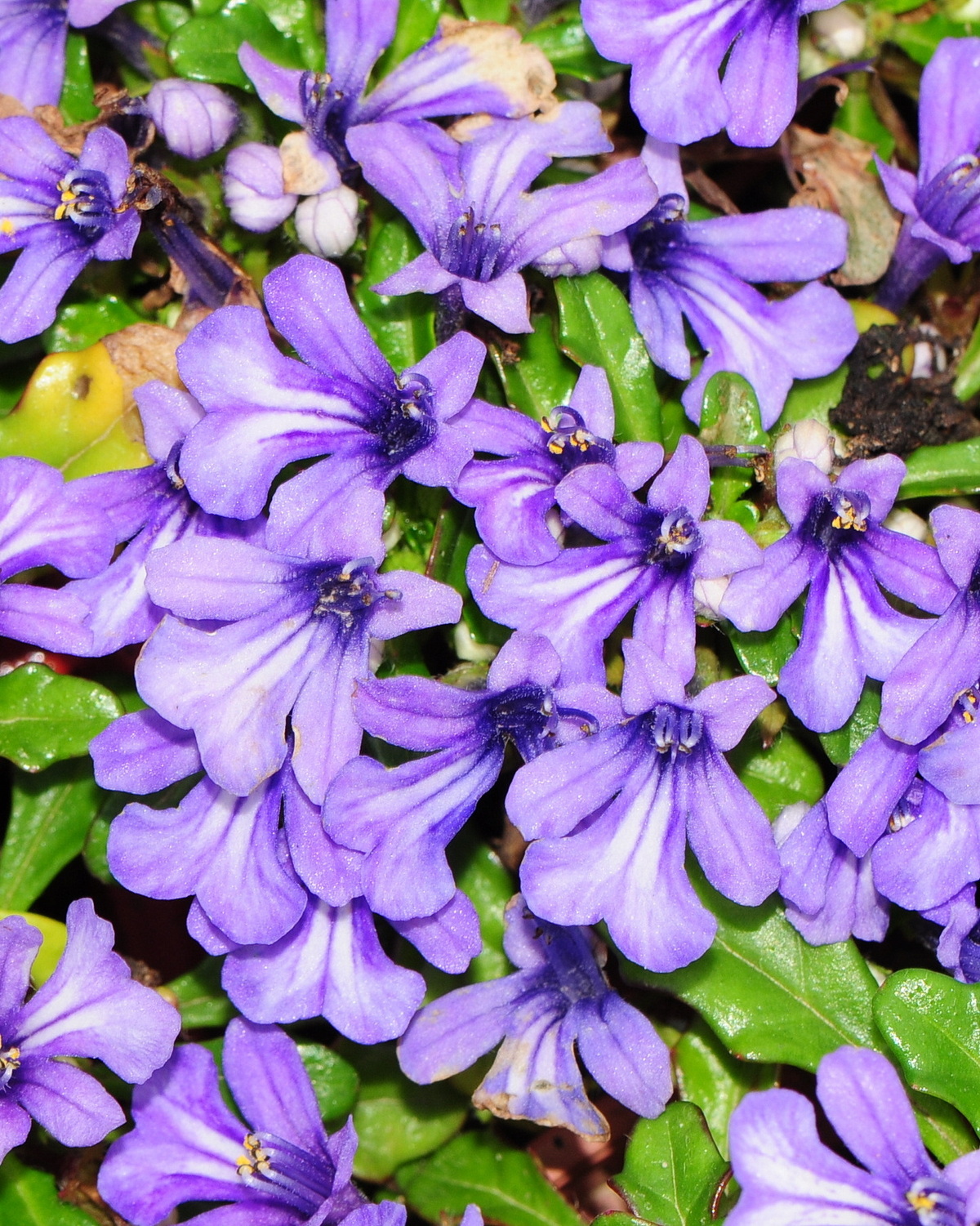 𝘈𝘫𝘶𝘨𝘢 𝘱𝘺𝘨𝘮𝘢𝘦𝘢 矮筋骨草