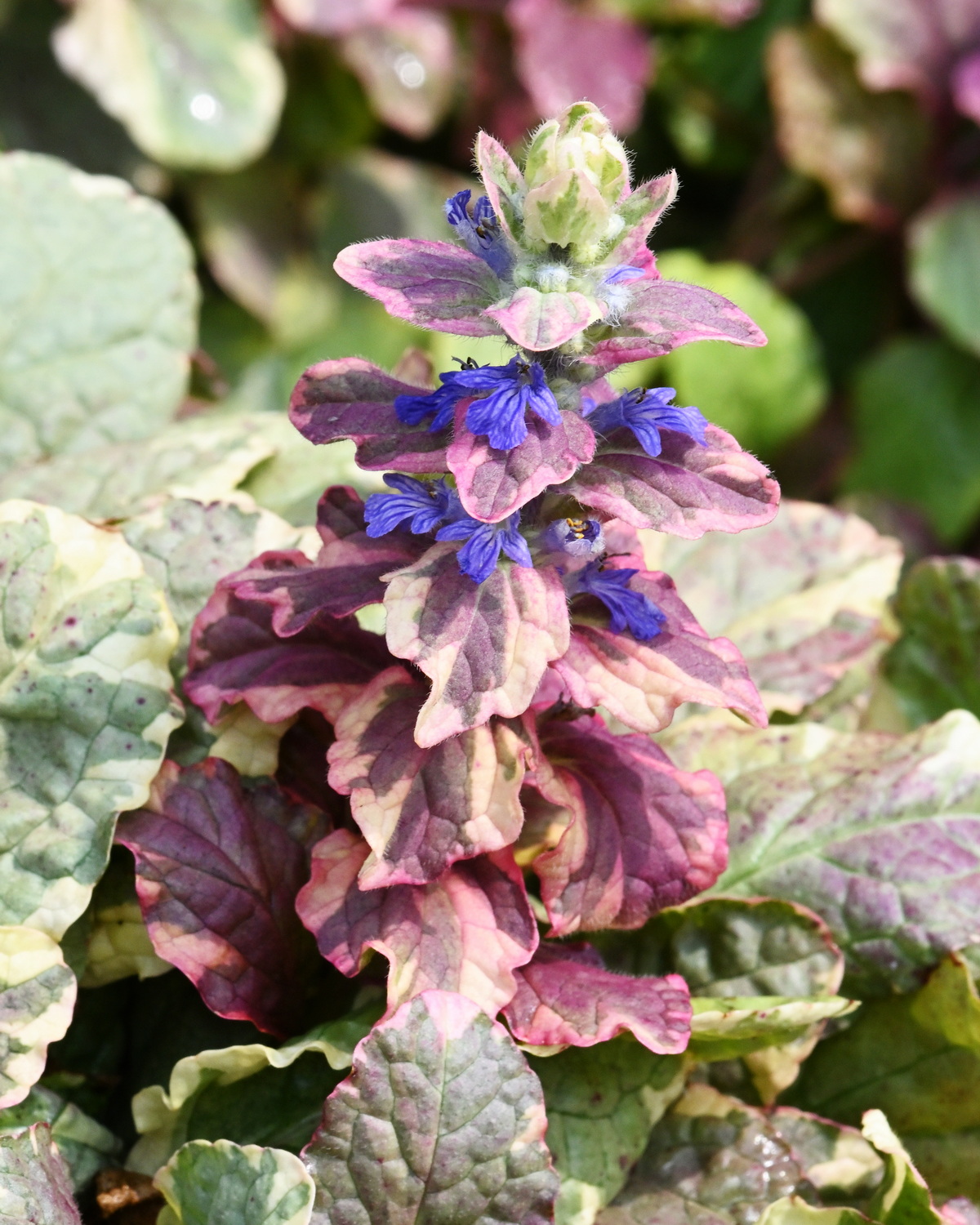 𝘈𝘫𝘶𝘨𝘢 𝘳𝘦𝘱𝘵𝘢𝘯𝘴 ‘Burgundy Glow’ 匍匐筋骨草-勃根地之光