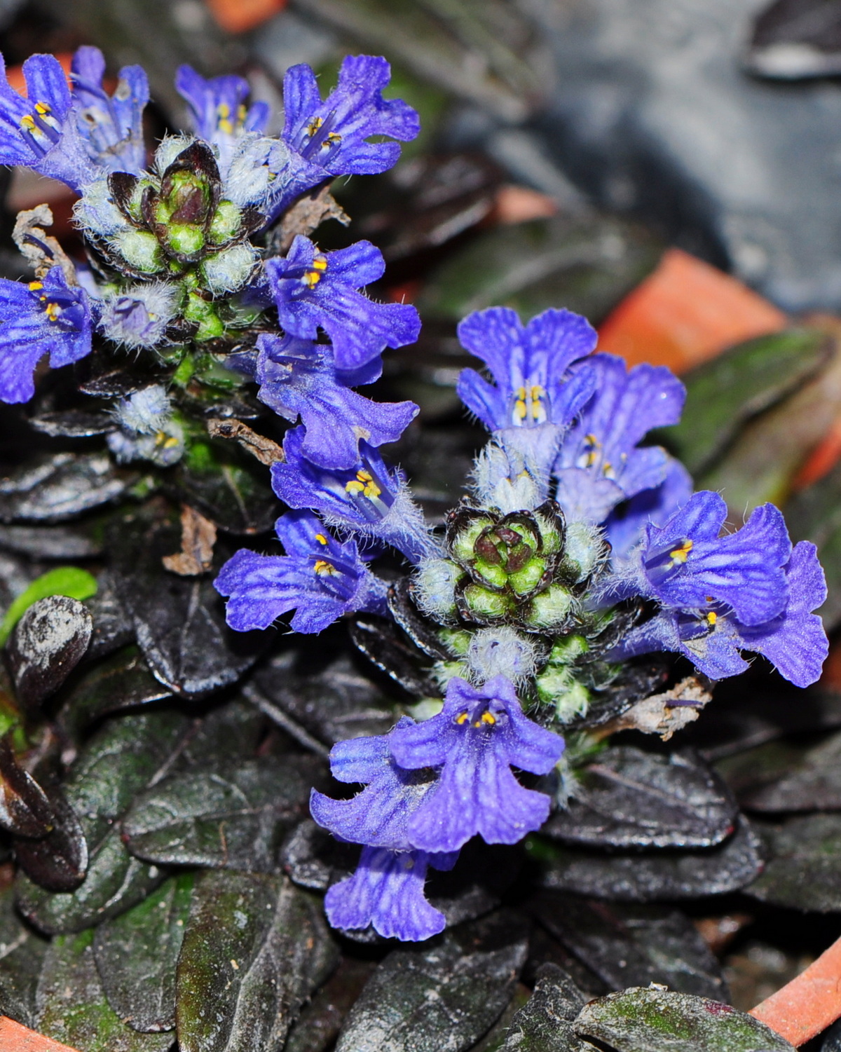 𝘈𝘫𝘶𝘨𝘢 𝘳𝘦𝘱𝘵𝘢𝘯𝘴 ‘Chocolate Chip’ 匍匐筋骨草-巧克力脆片