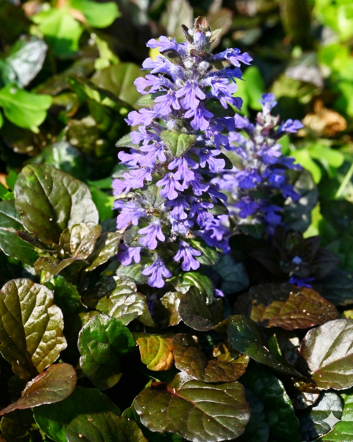 𝘈𝘫𝘶𝘨𝘢 𝘳𝘦𝘱𝘵𝘢𝘯𝘴 ‘Purpurea’ 匍匐筋骨草-紫葉